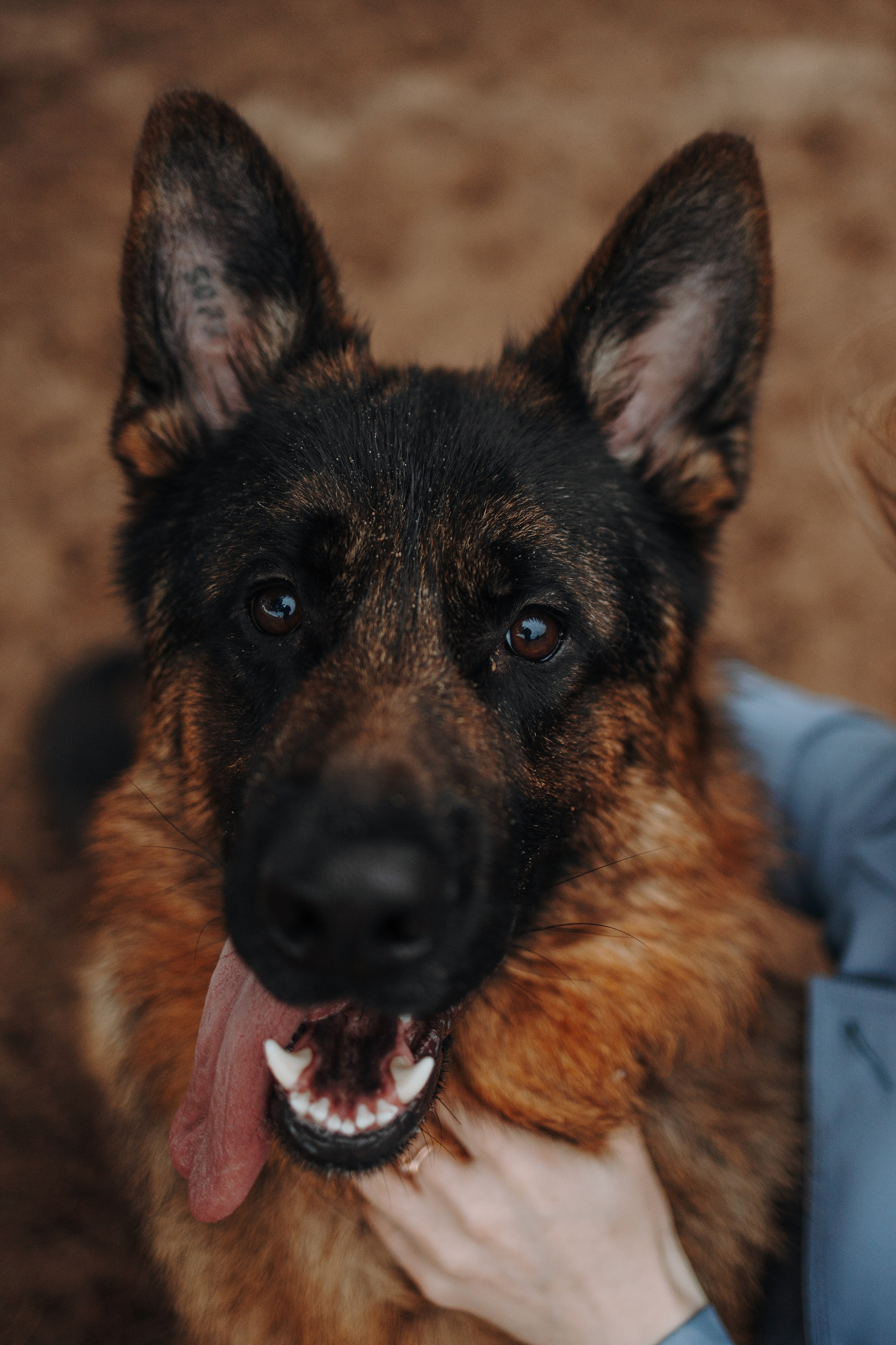 Катя и Агат. Фотограф — Анималист | Санкт-Петербург