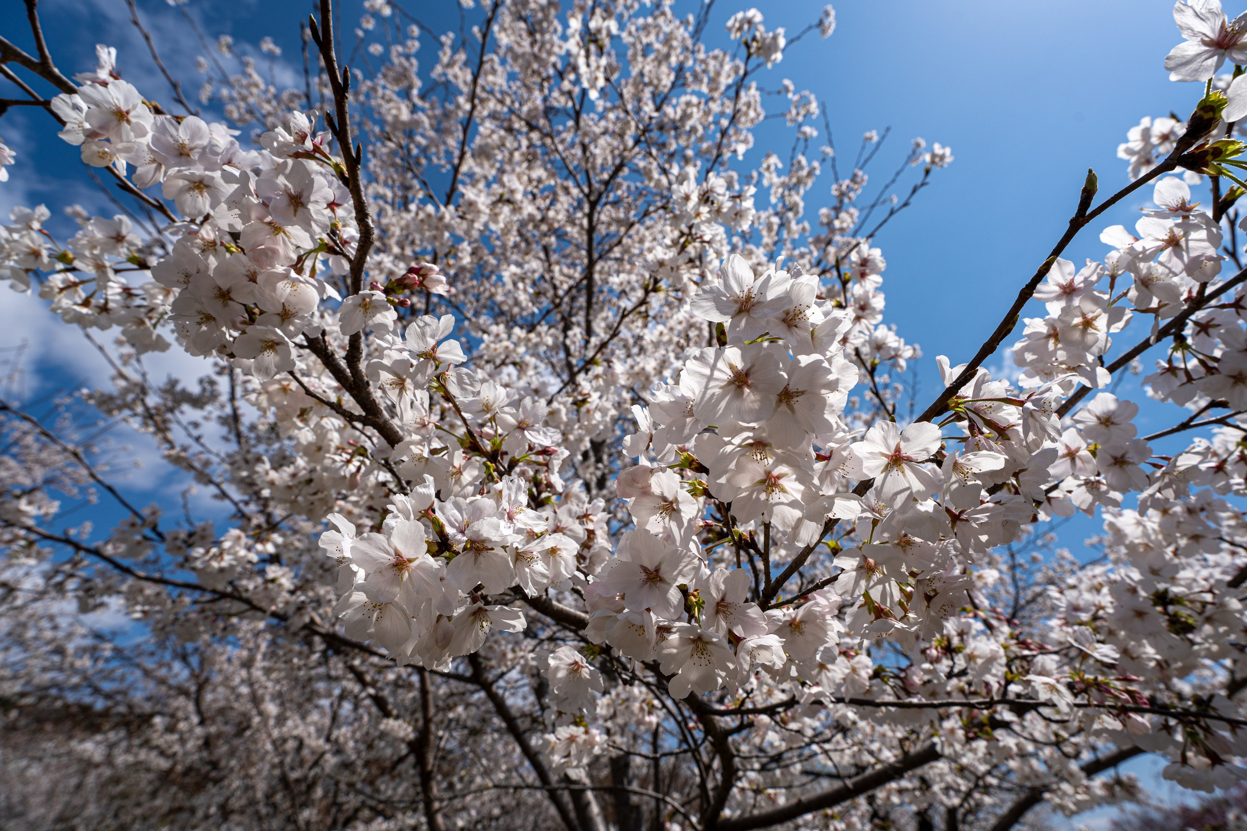 Япония, сакура. Творческие сьемки