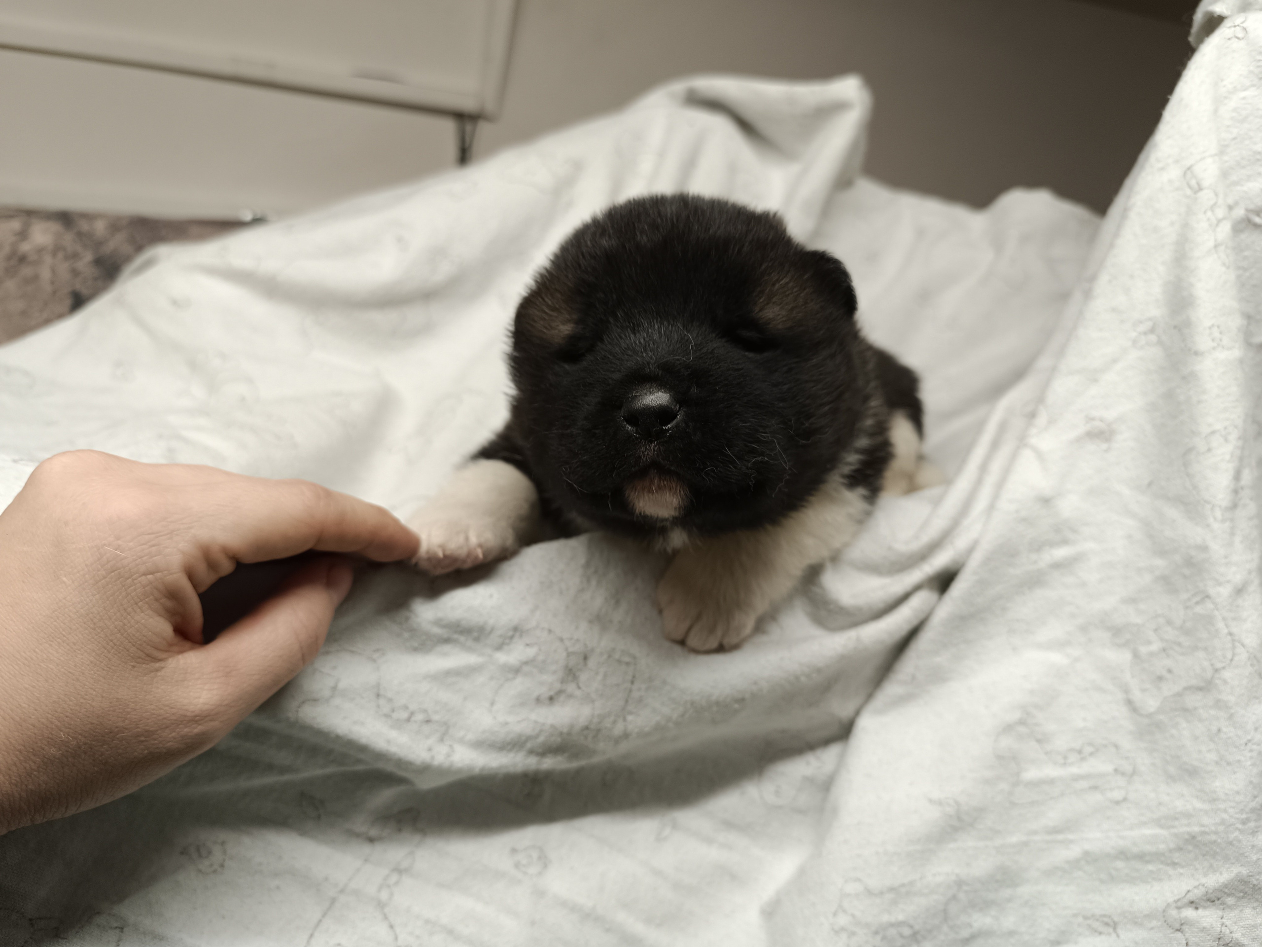 Американская акита  щенки питомник Санкт-Петербург клубные щенки Американская акита питомник RUBYLIGHT Рубилайт купить щенка американской акиты