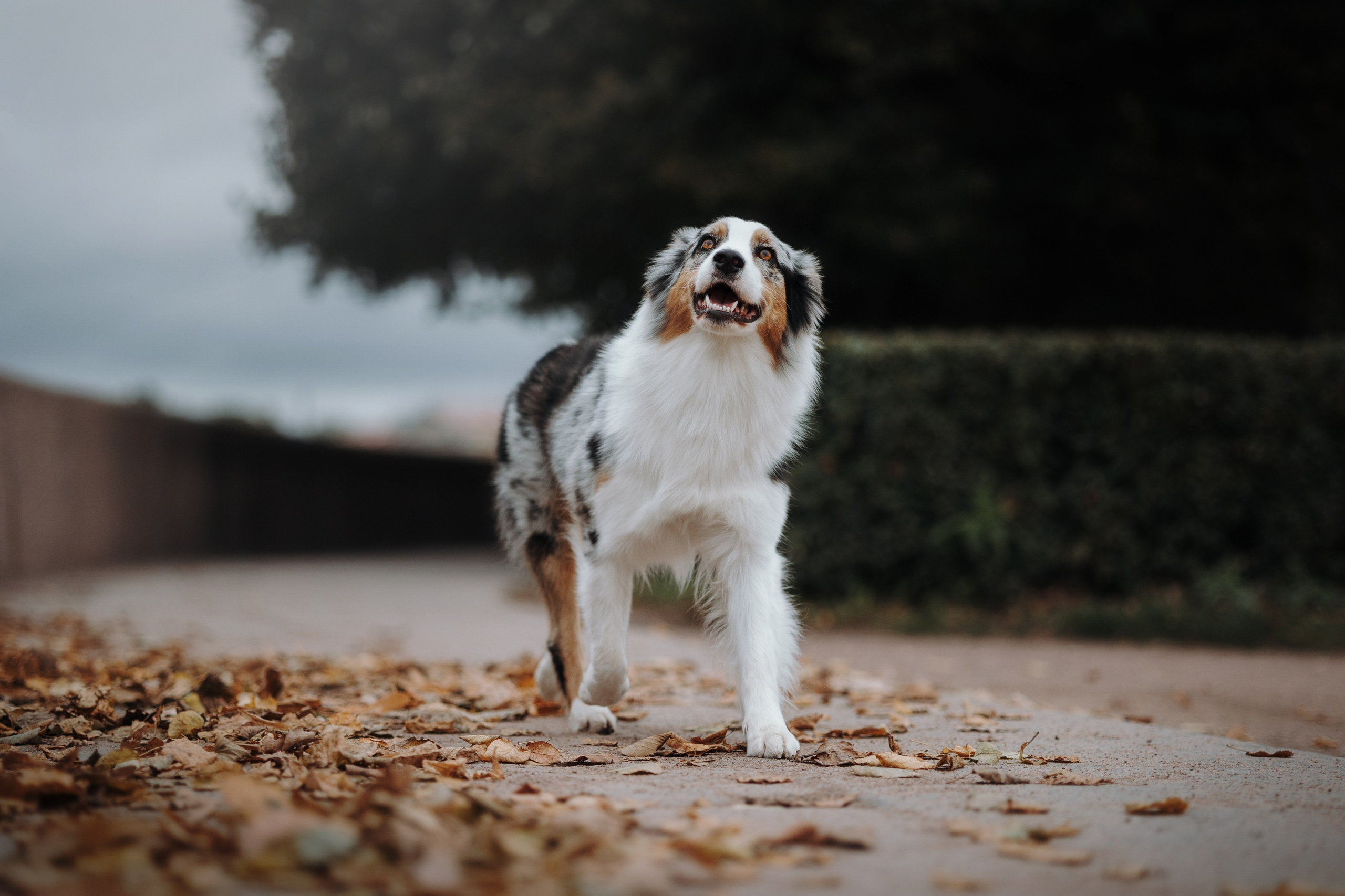 Ирина и Кайса. Фотограф — Анималист | Санкт-Петербург