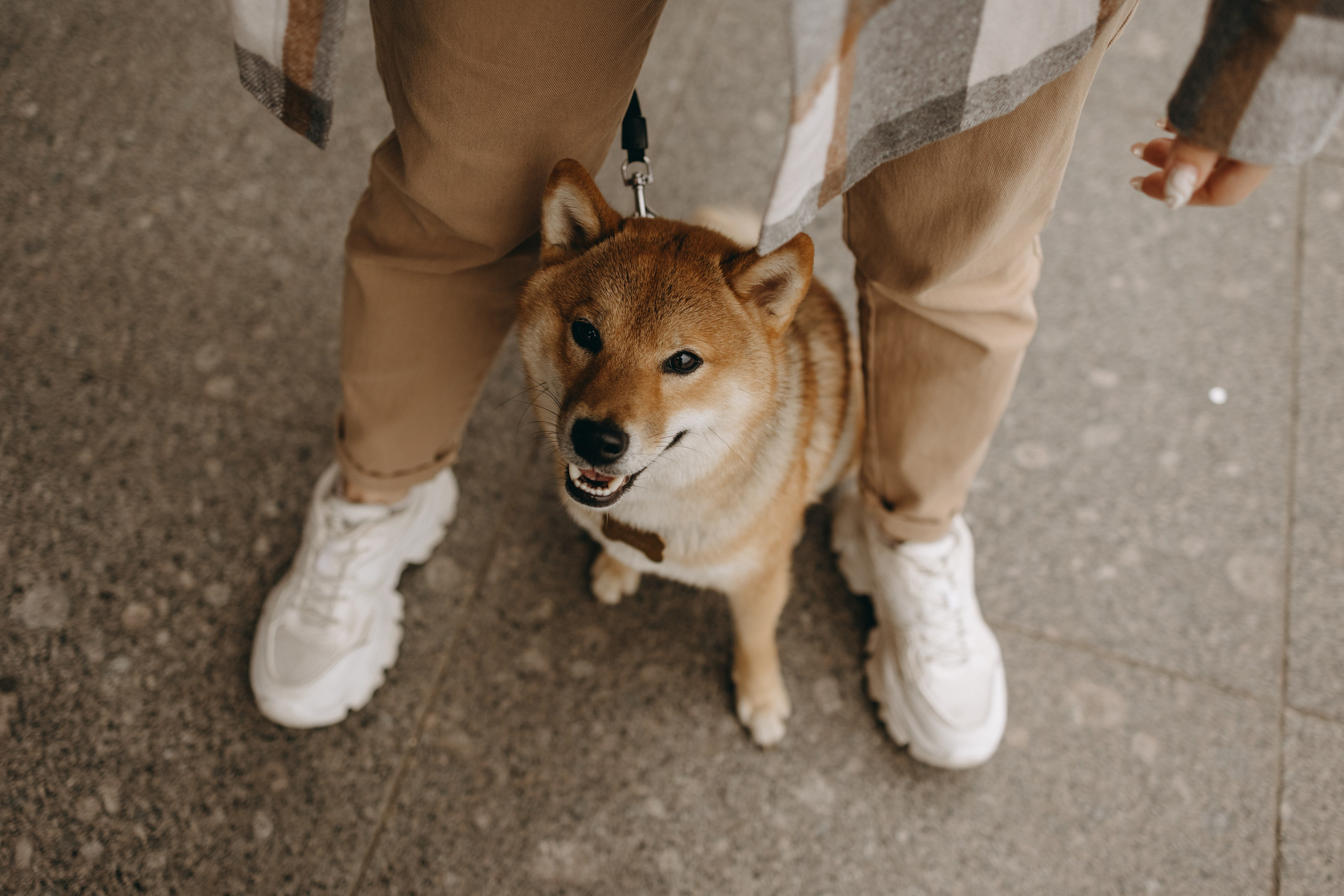 Сириус и его семья. Фотограф — Анималист | Санкт-Петербург