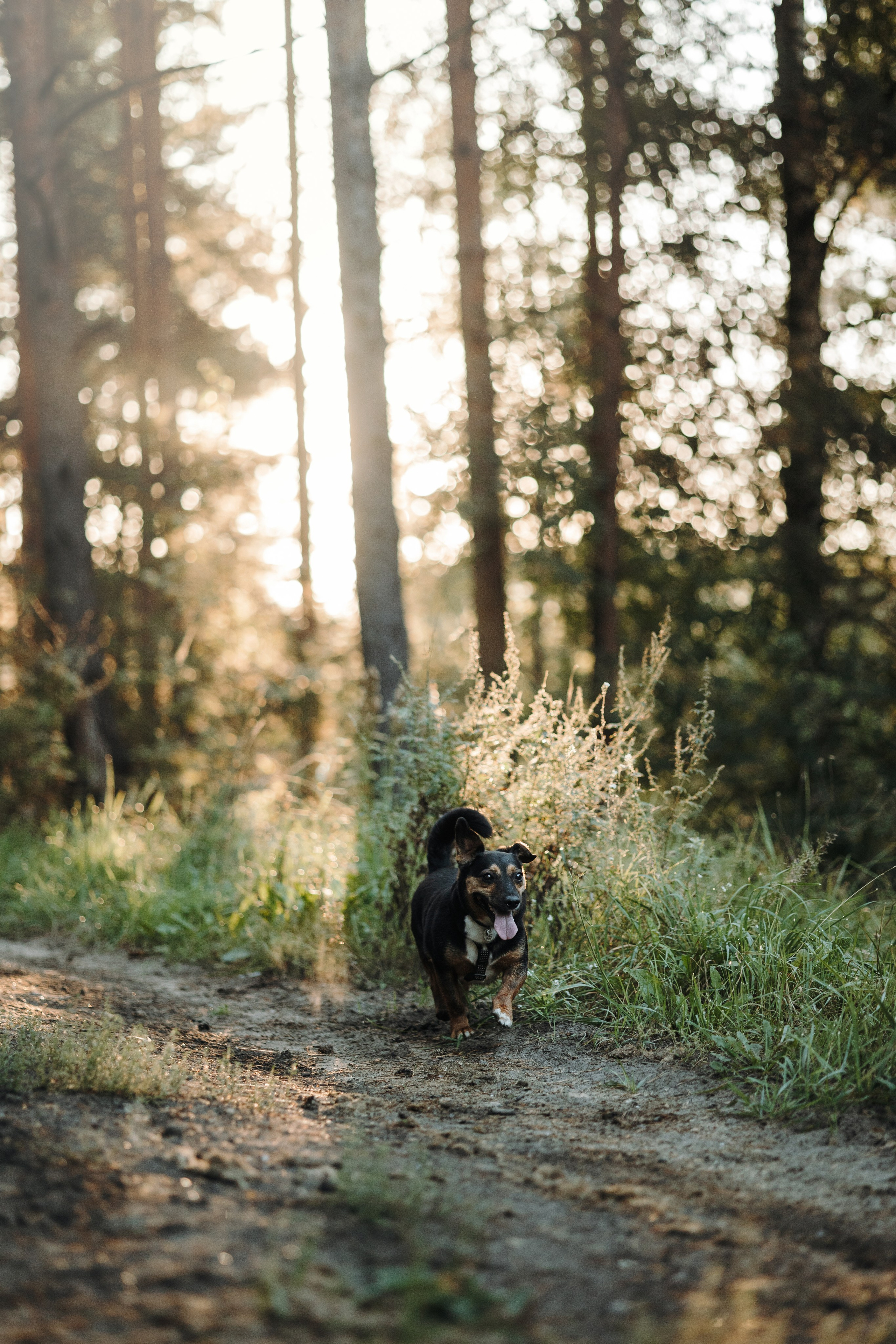 Ольга и Рекс. Фотограф — Анималист | Санкт-Петербург