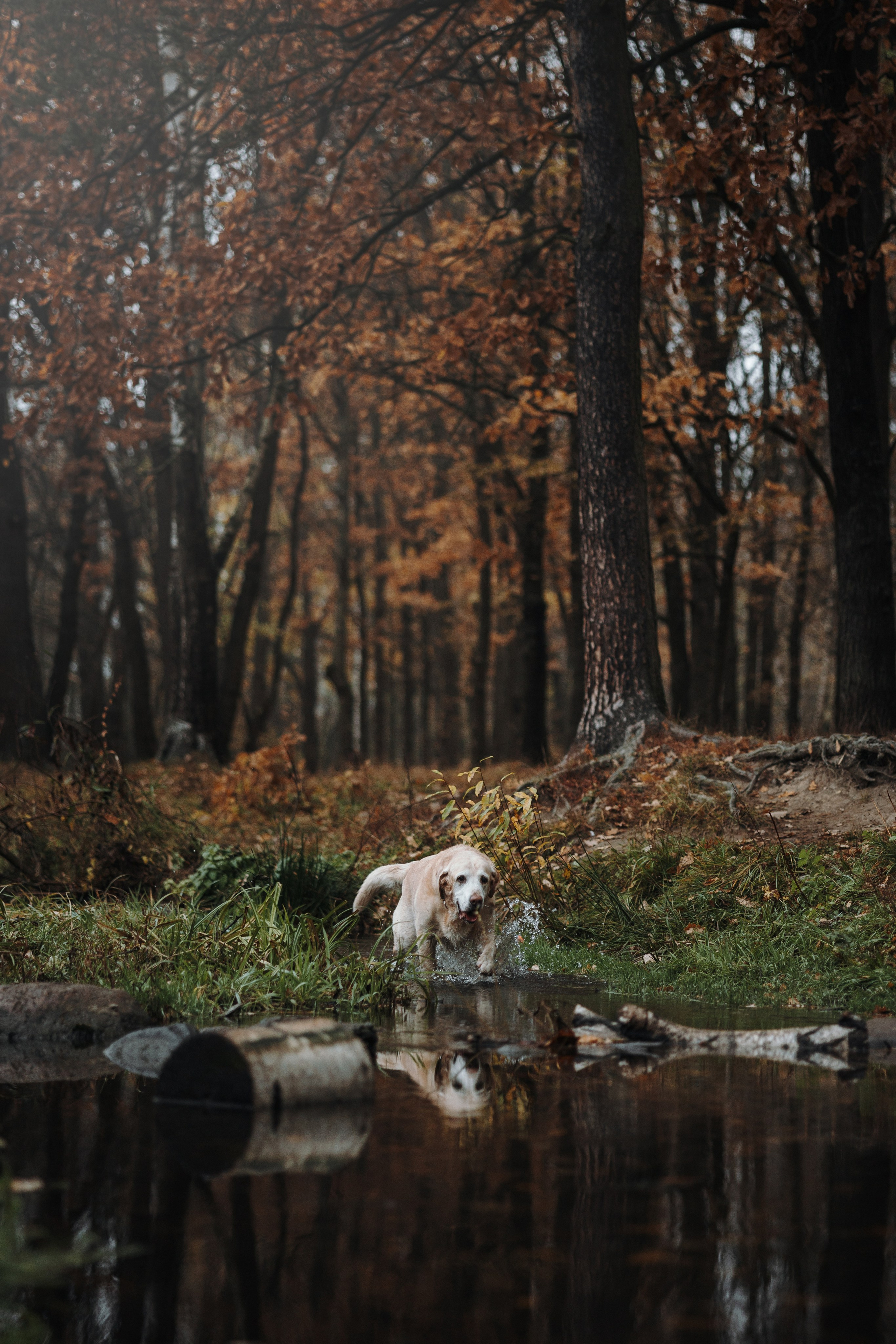 Оксана и Барон. Фотограф — Анималист | Санкт-Петербург