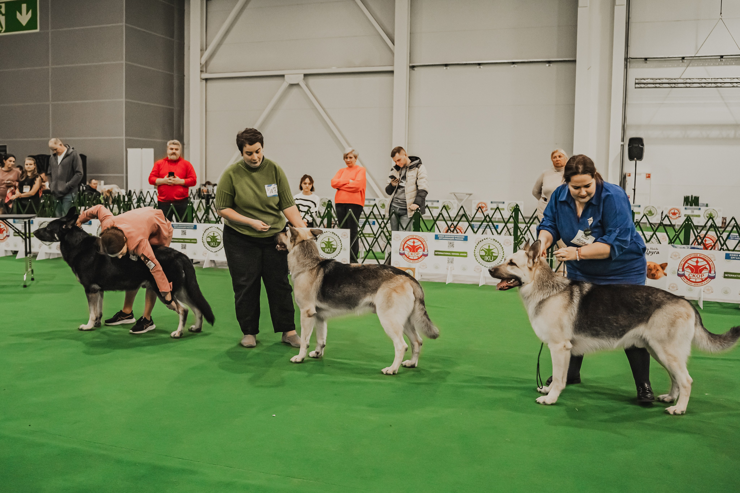 Международная выставка собак всех пород. Репортажный фотограф Анастасия Рубцова