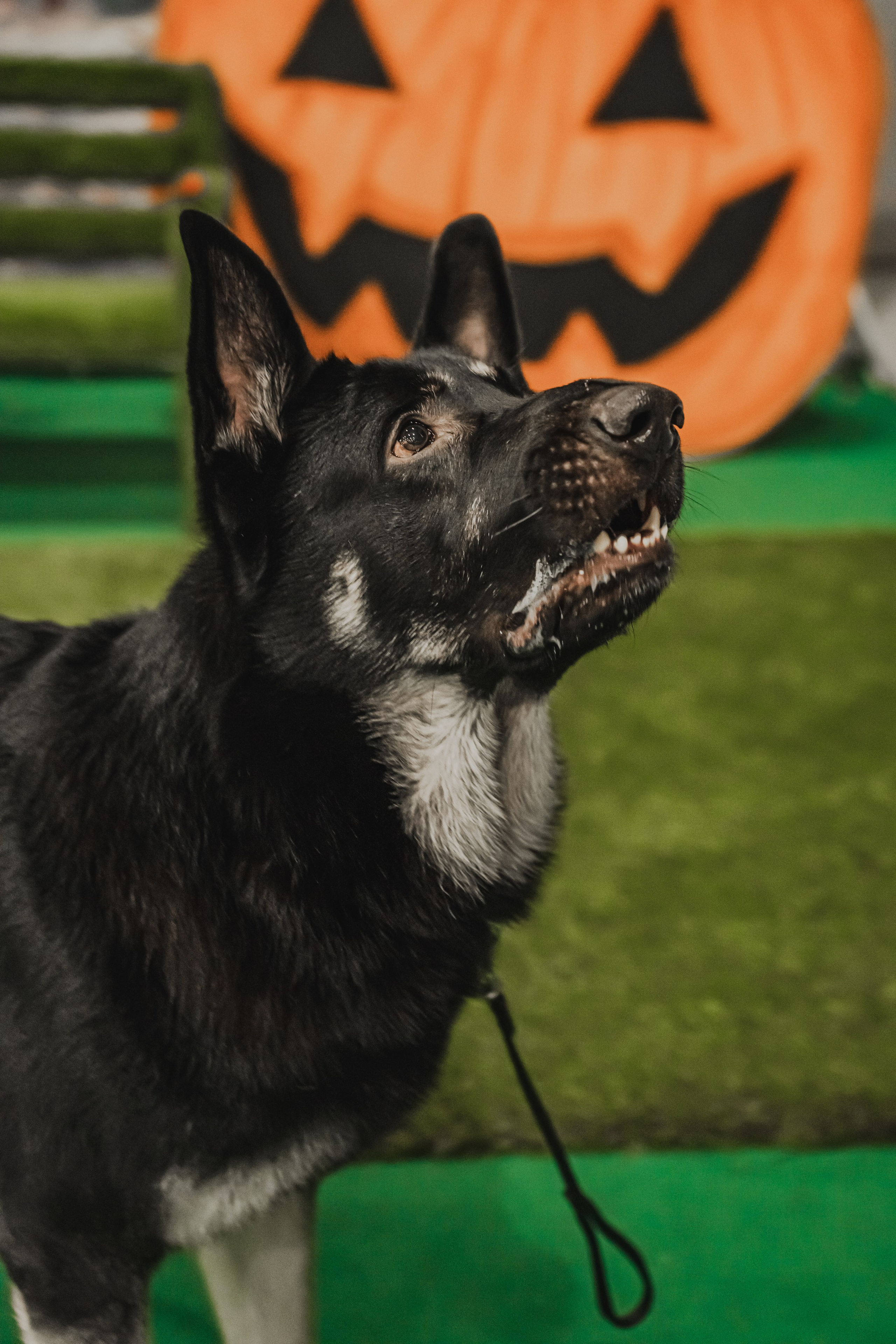 Международная выставка собак всех пород. Репортажный фотограф Анастасия Рубцова