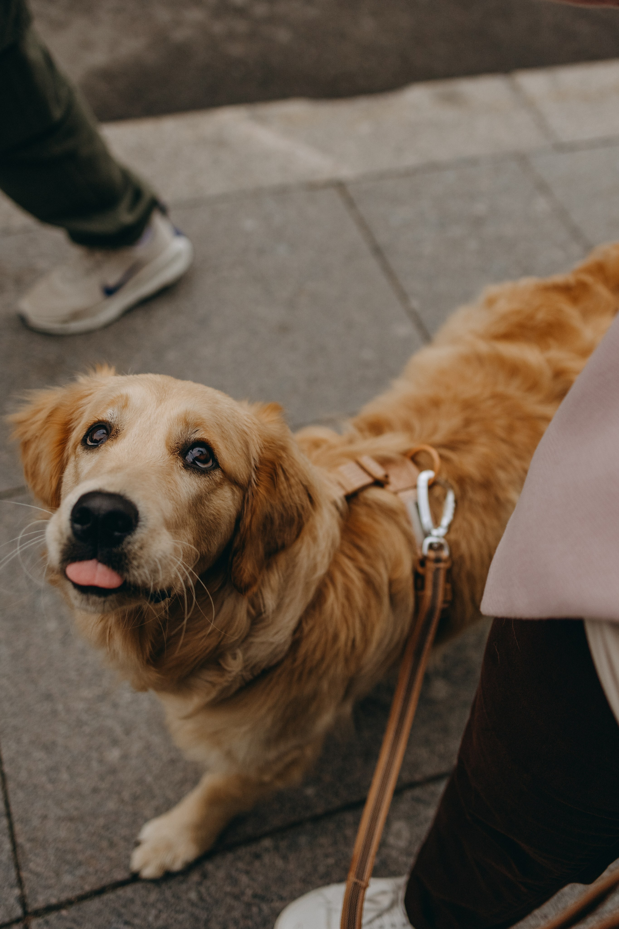Бетти и ее семья. Фотограф — Анималист | Санкт-Петербург