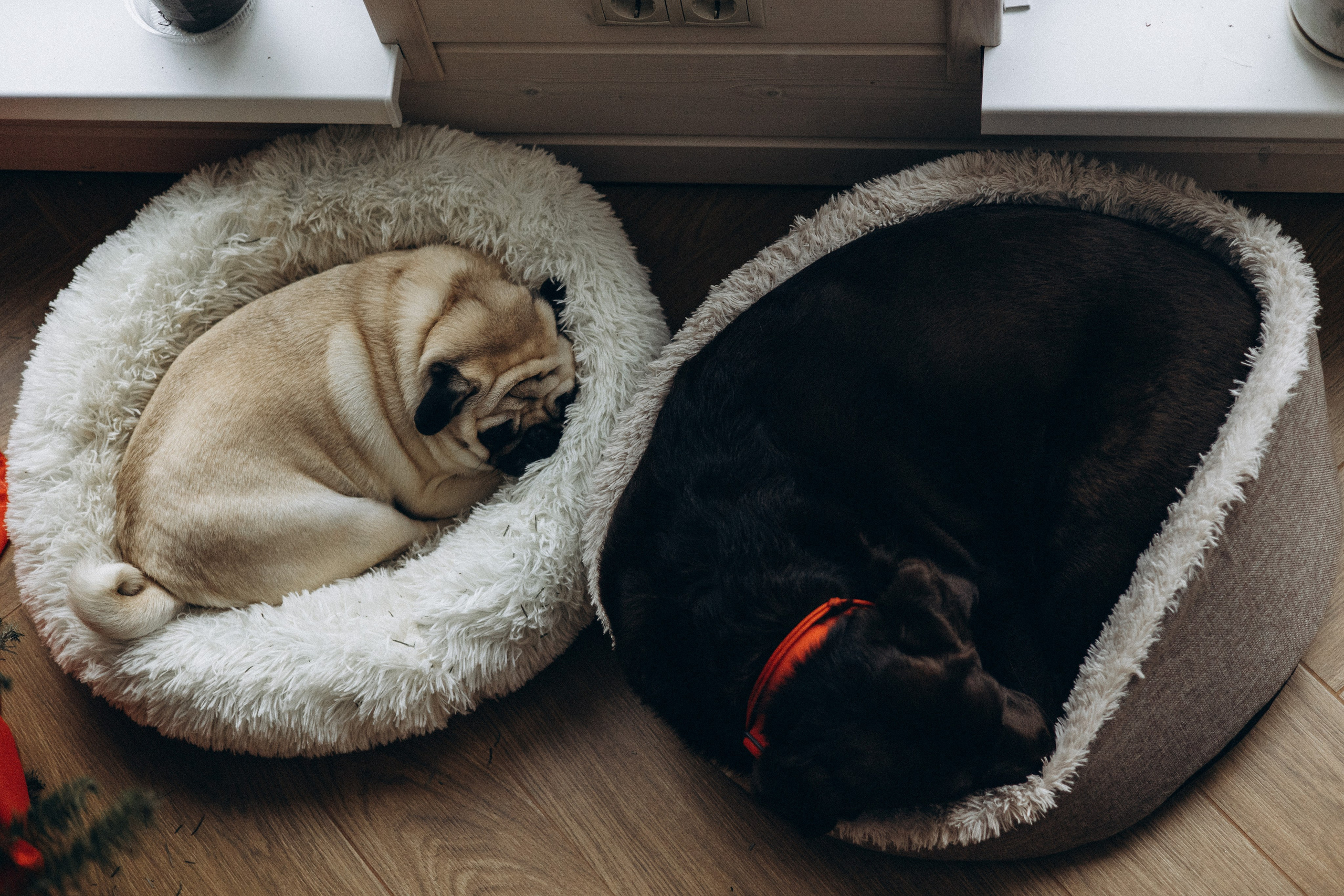 Семейная для Ксюши. Фотограф — Анималист | Санкт-Петербург