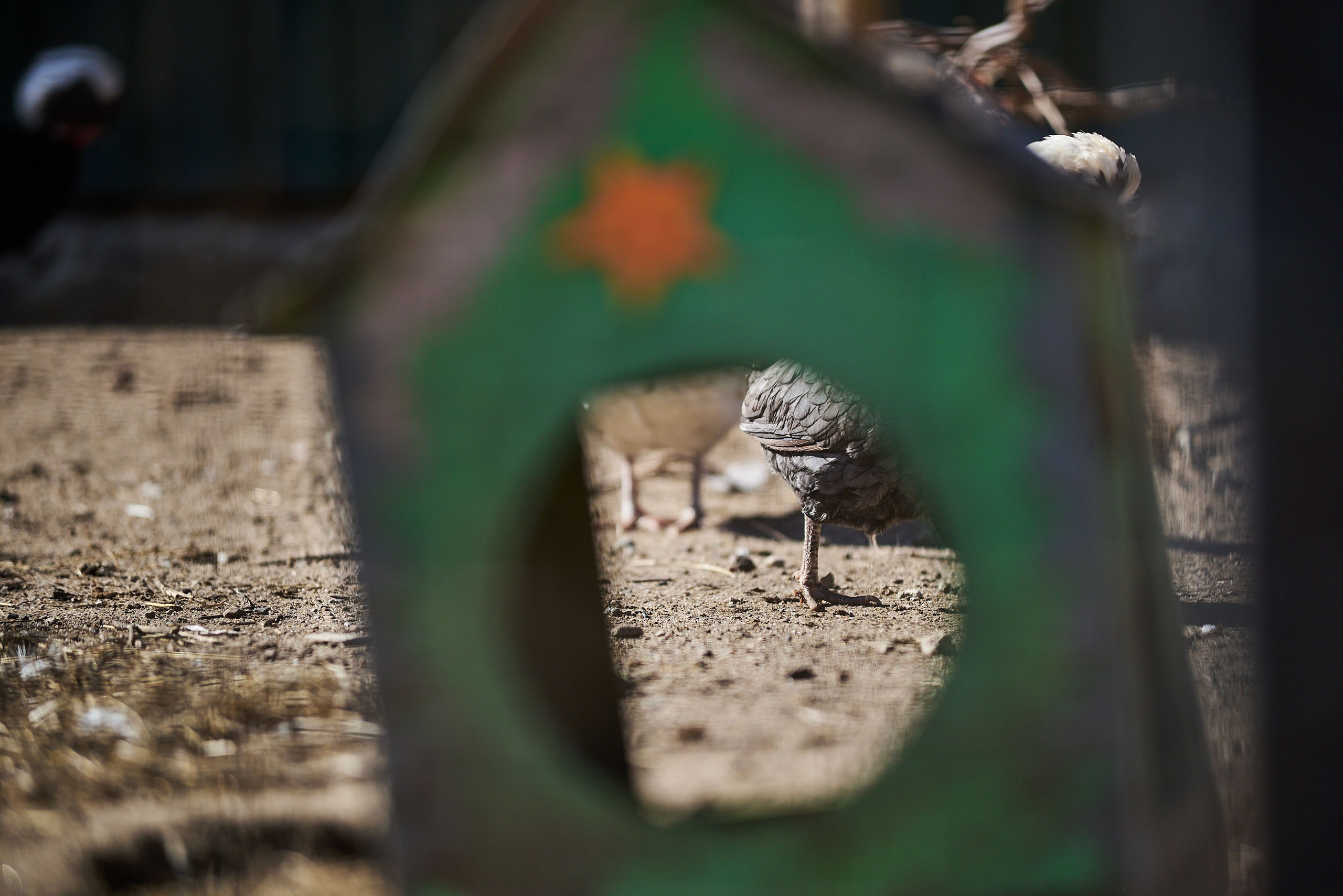 Зоопарк Иваново. Фотограф в Иваново: Каталожная съемка одежды и постельного белья, Wildberries
