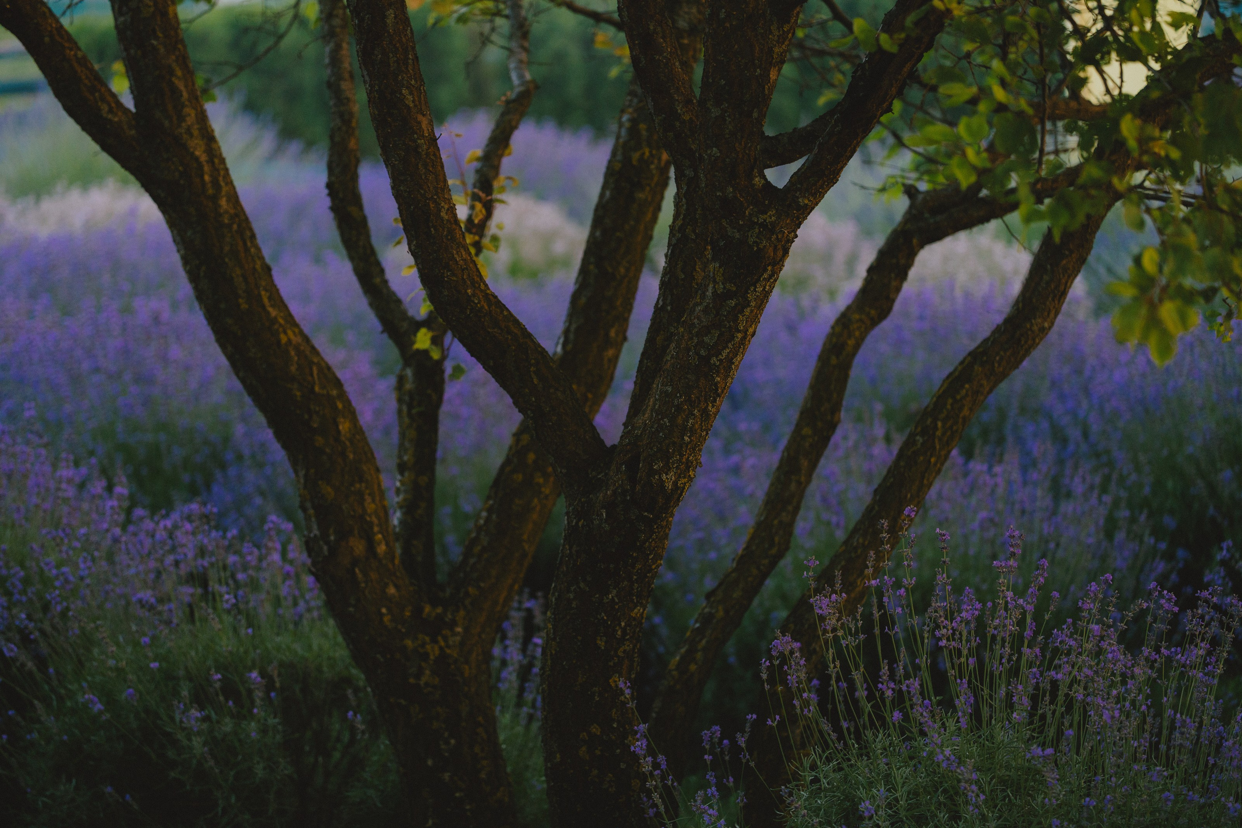 Lemon. Свадебный фотограф Роман Еремеев