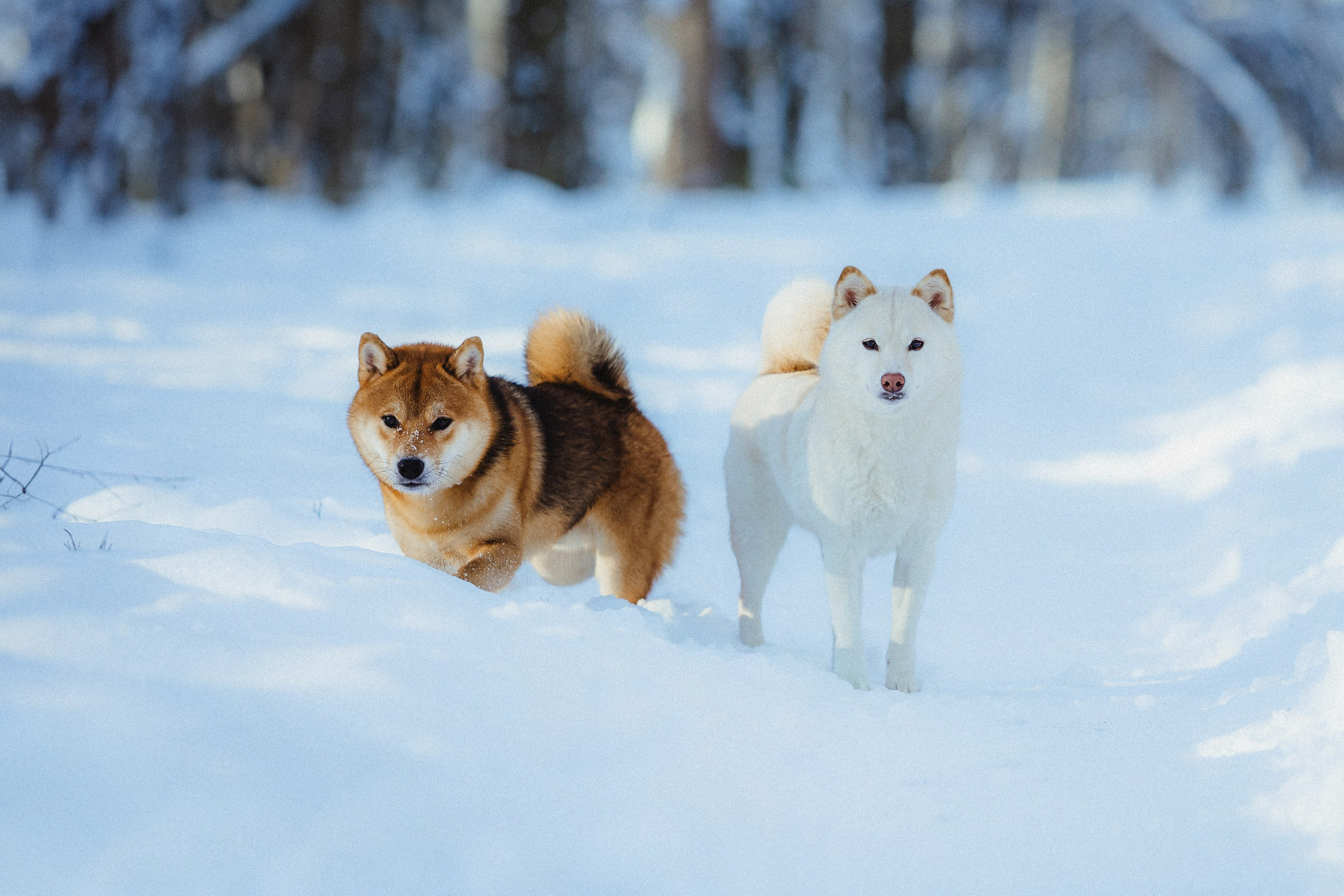Шед, Цири и Ира
