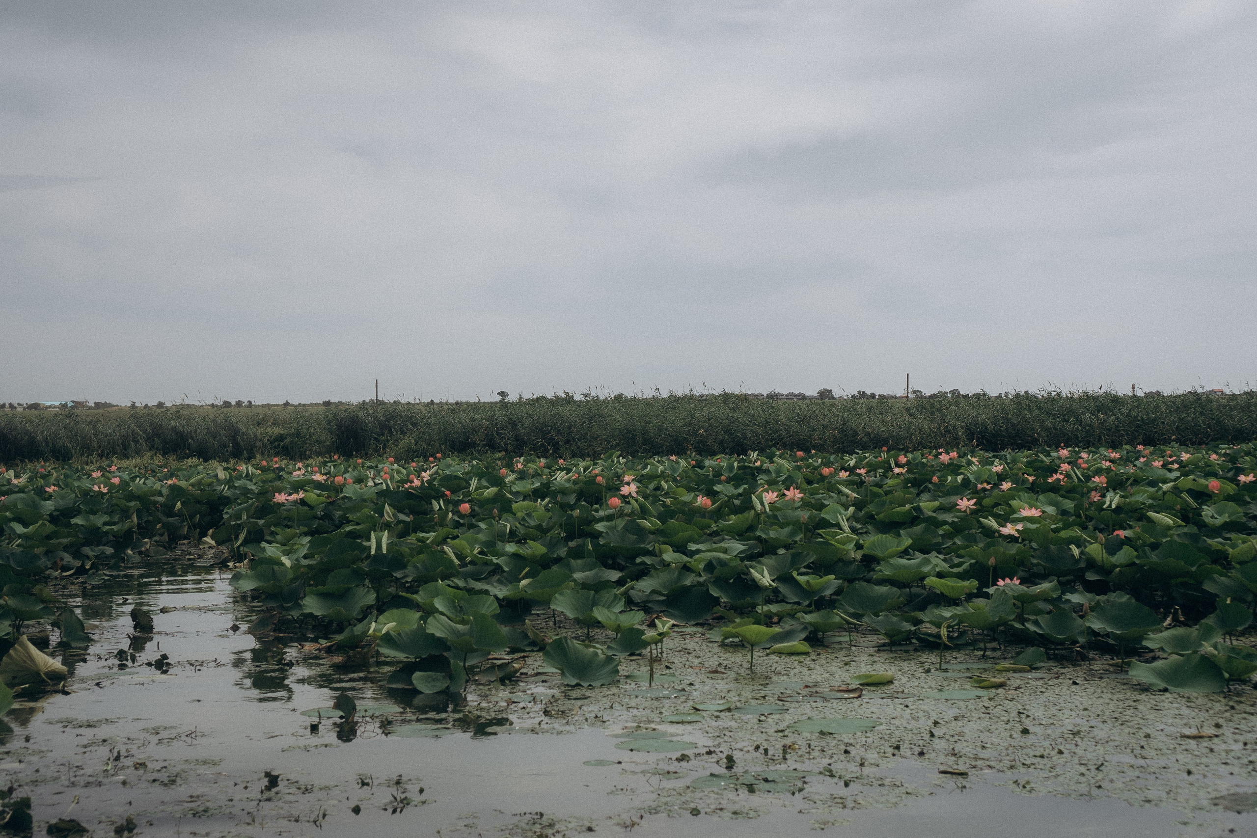 ЛОТОСОВАЯ ПОЛЯНА. Профессиональный фотограф, Санкт-Петербург — Виктория Богомолова