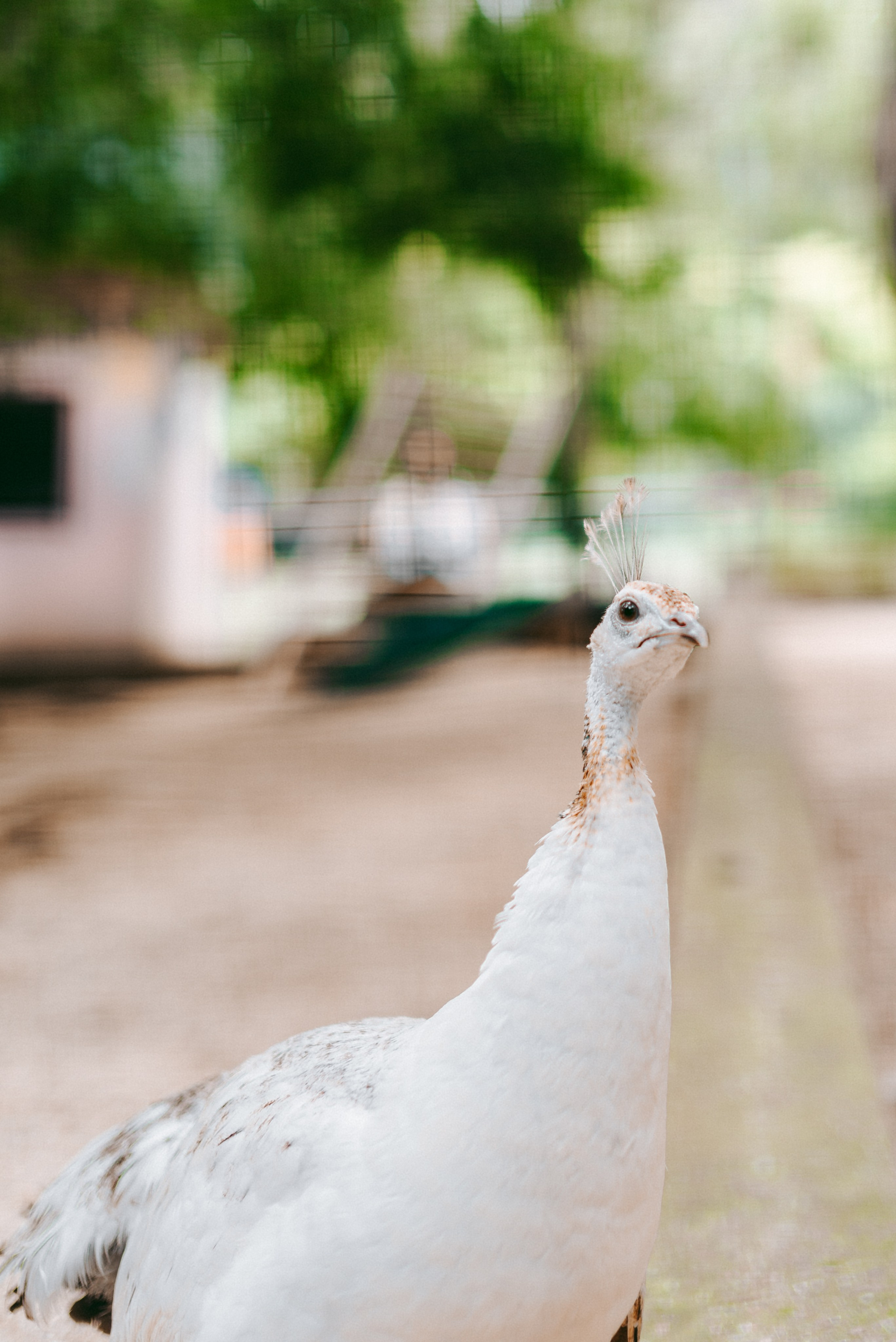 Июнь–Июль Отпуск Белореченск, Геленджик. Семейный, Свадебный фотограф СПБ Питер— Романова Екатерина