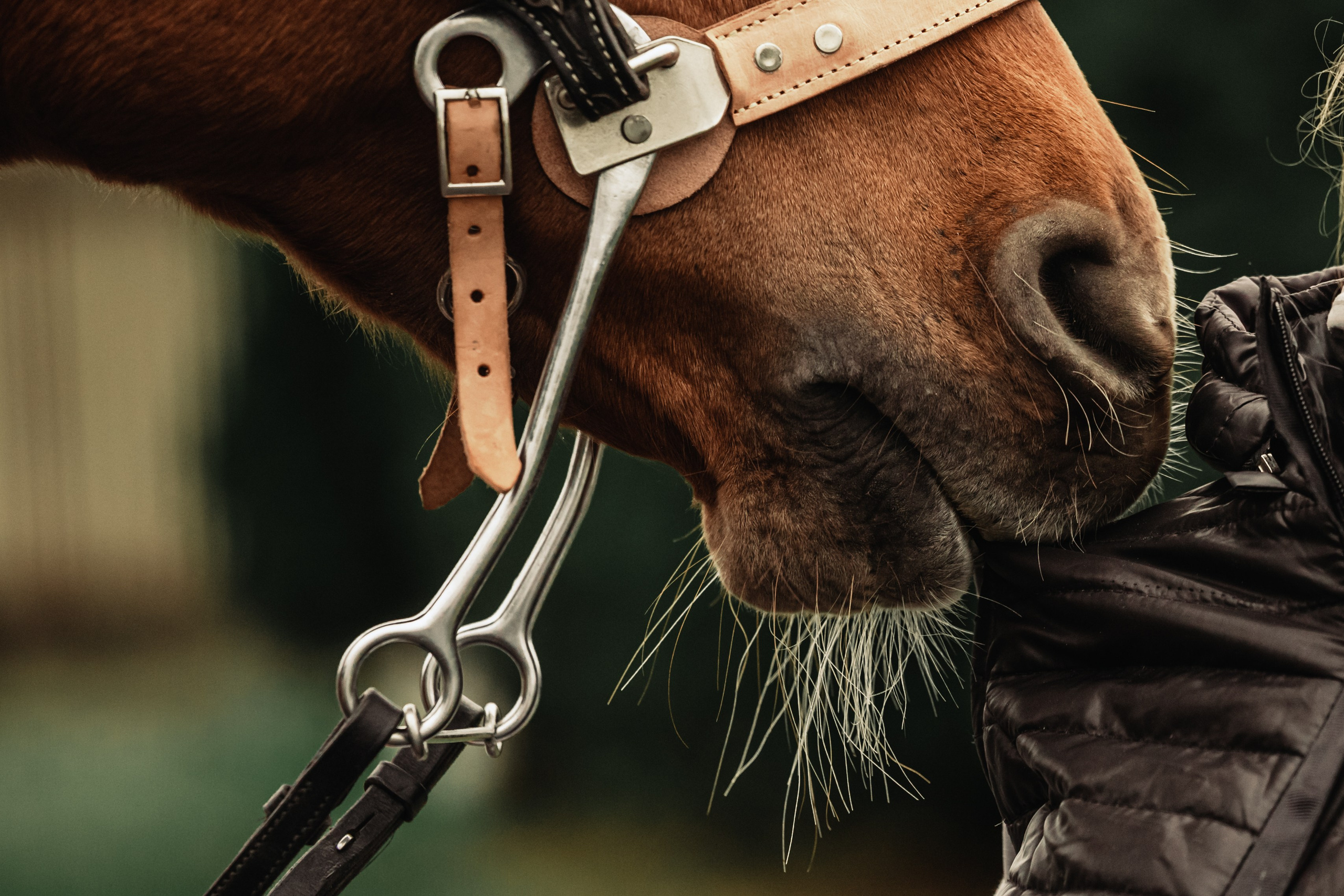 Лена и Рэджи. Фотограф-анималист Татьяна Степанова