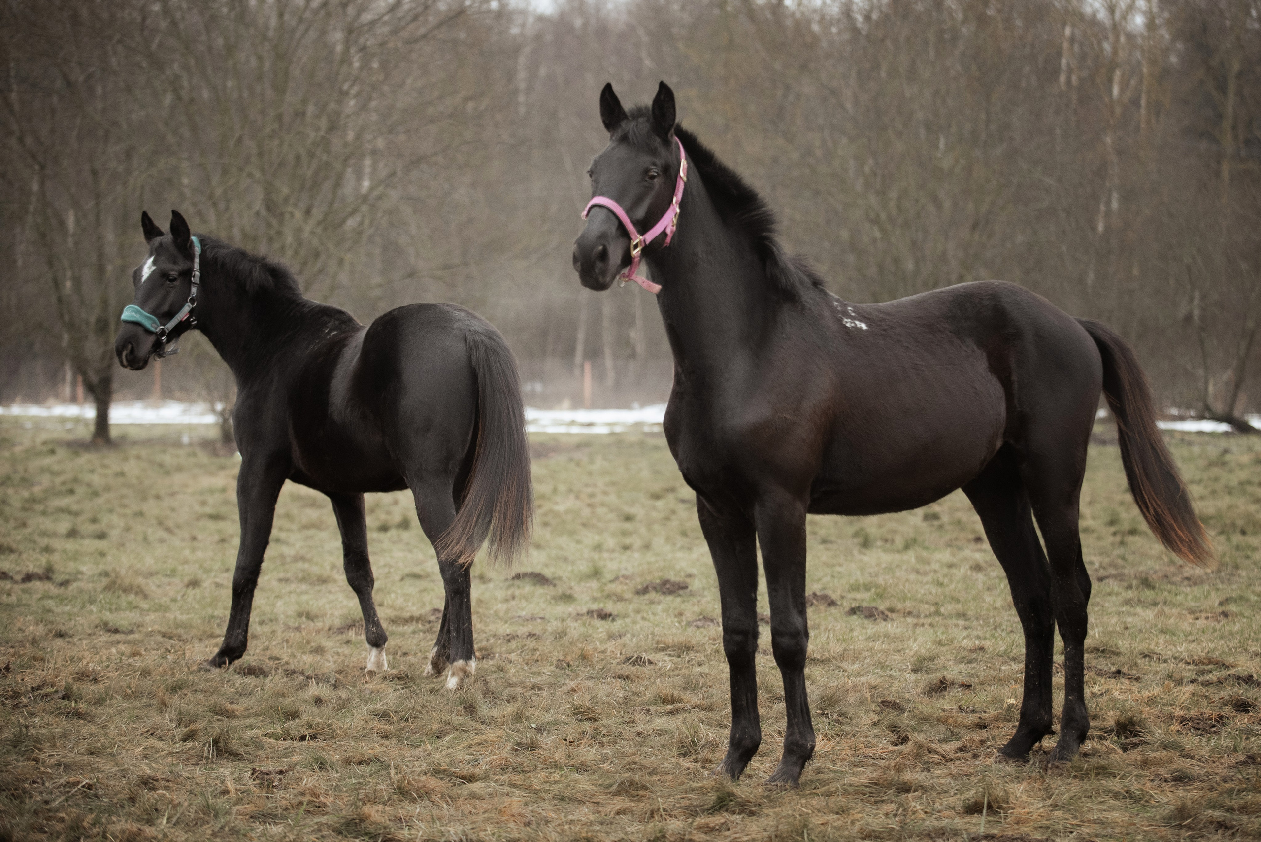 Мелкаши ЮНА. Куракина Дарья • Конный фотограф
