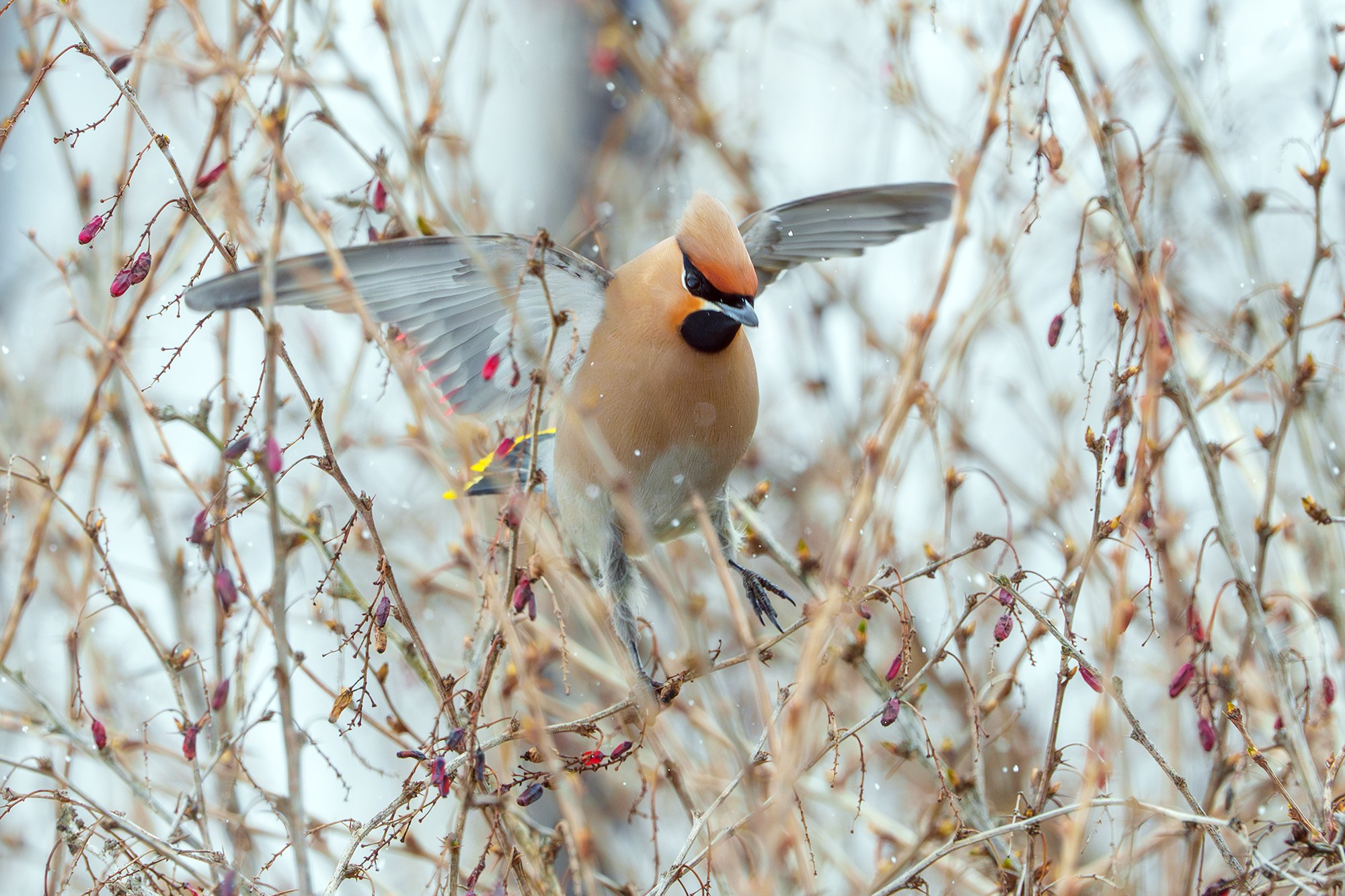 Удивительные мир птиц. Вокруг нас столько прекрасного — присмотритесь!. Ваш личный фотограф Марина Волкова