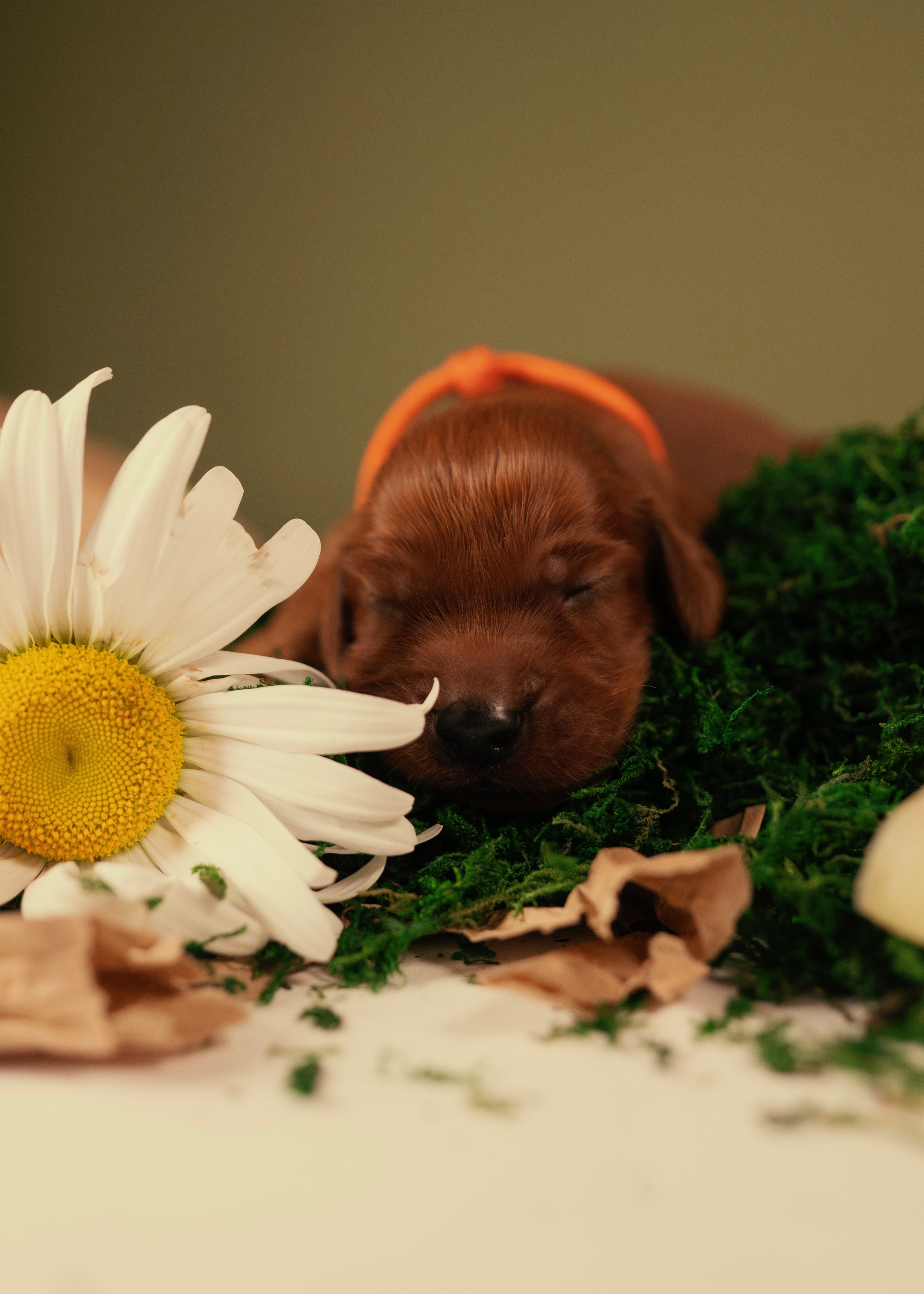 Красные ирландские сеттеры. Фотограф- анималист Александра Матвеева