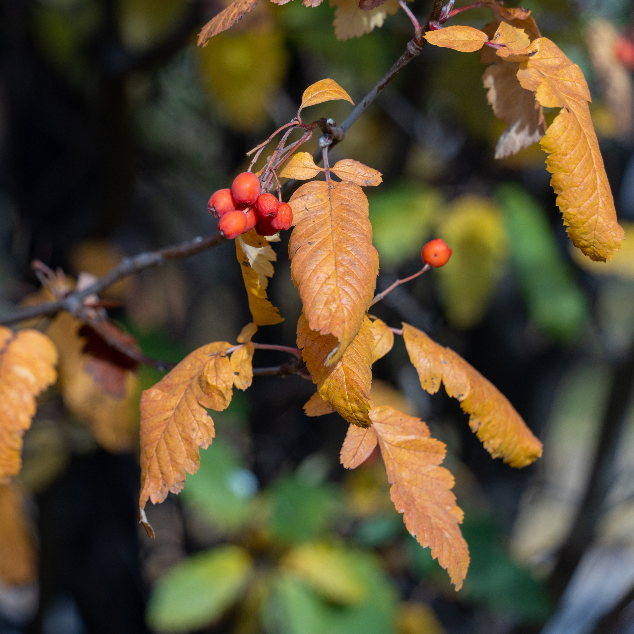 20251012 МГУ. Дмитрий Ремизов. Фотография, как хобби