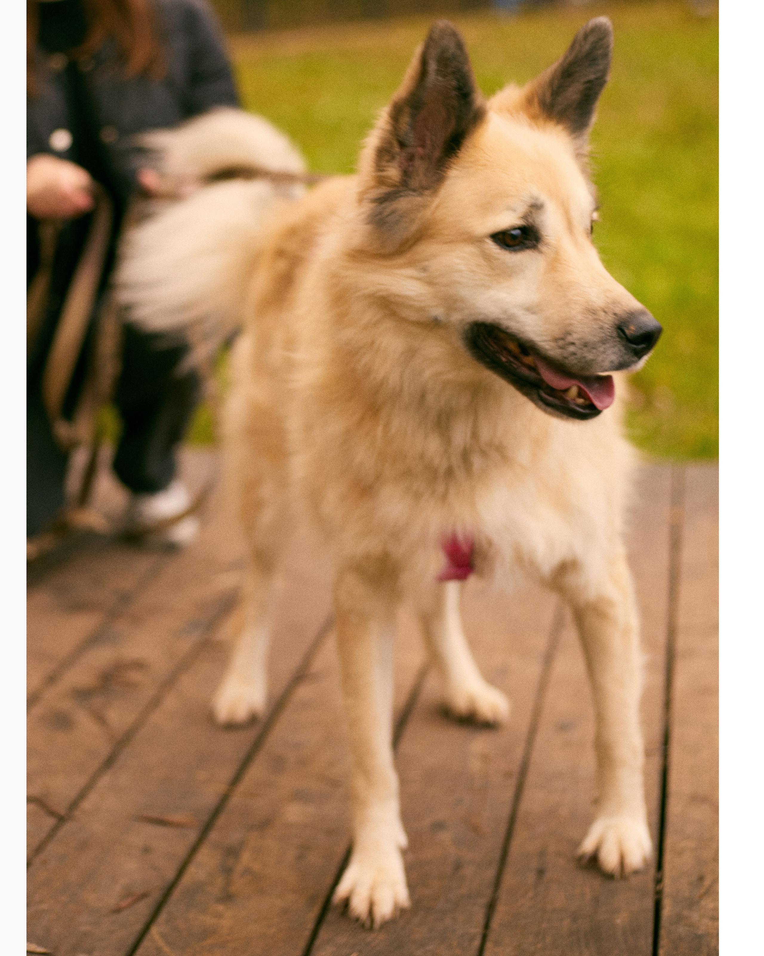 С животными. Главная