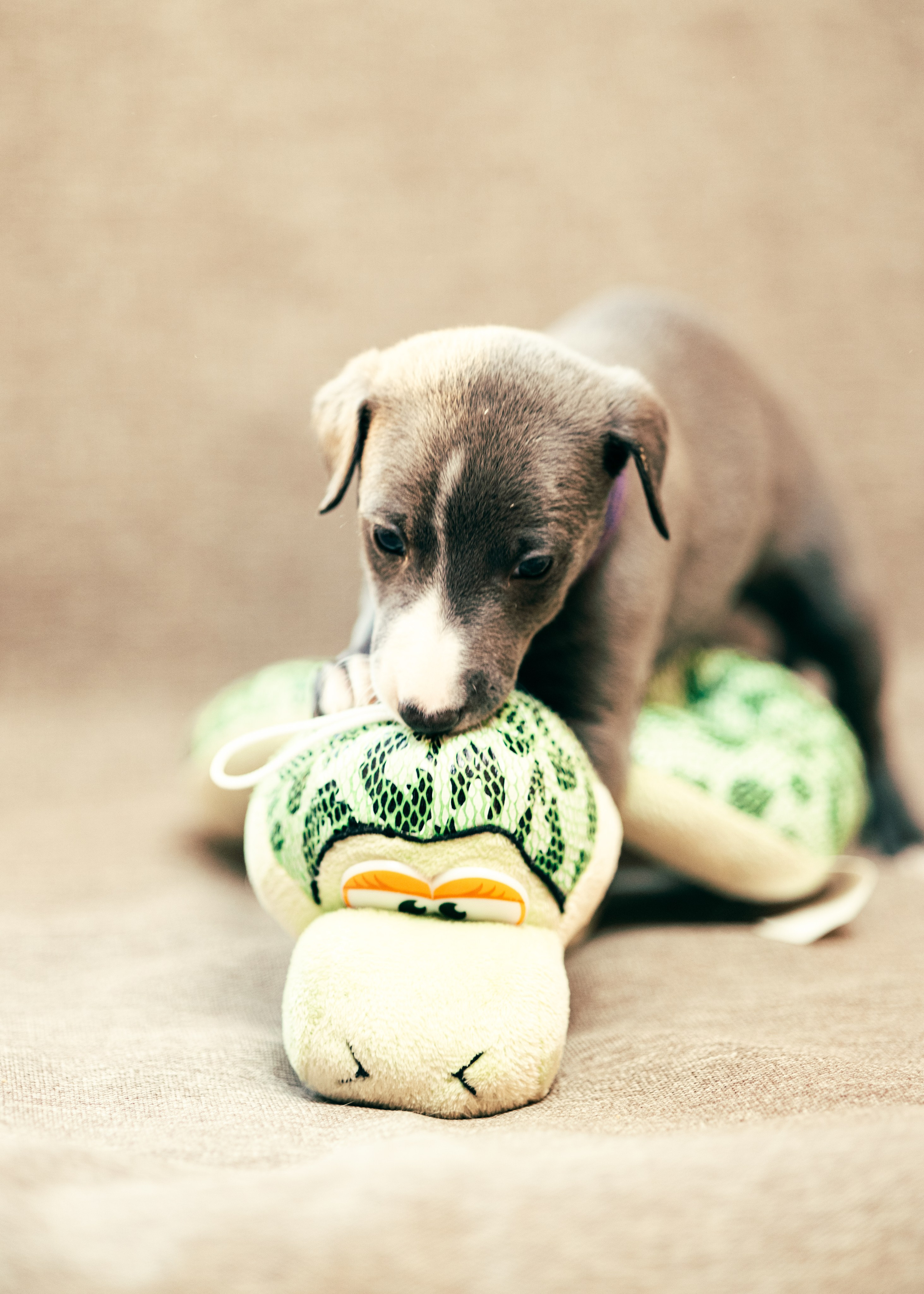 Щенки. Анна Самохина. Фотограф. Москва