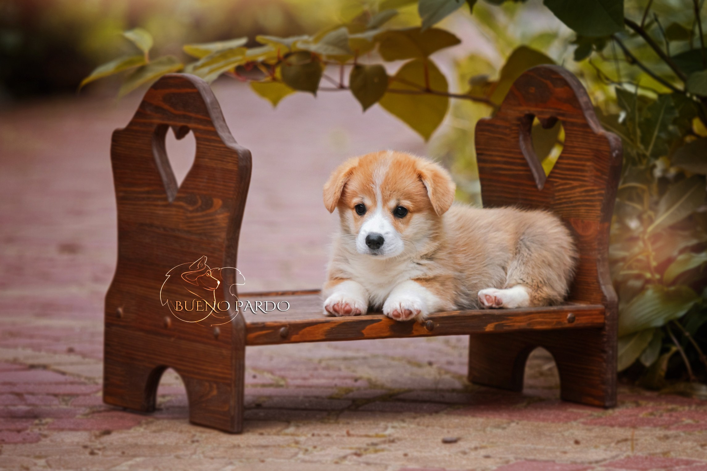 Щенки вельш корги пемброк из питомника. Питомник собак Акита, Хаски, Корги
