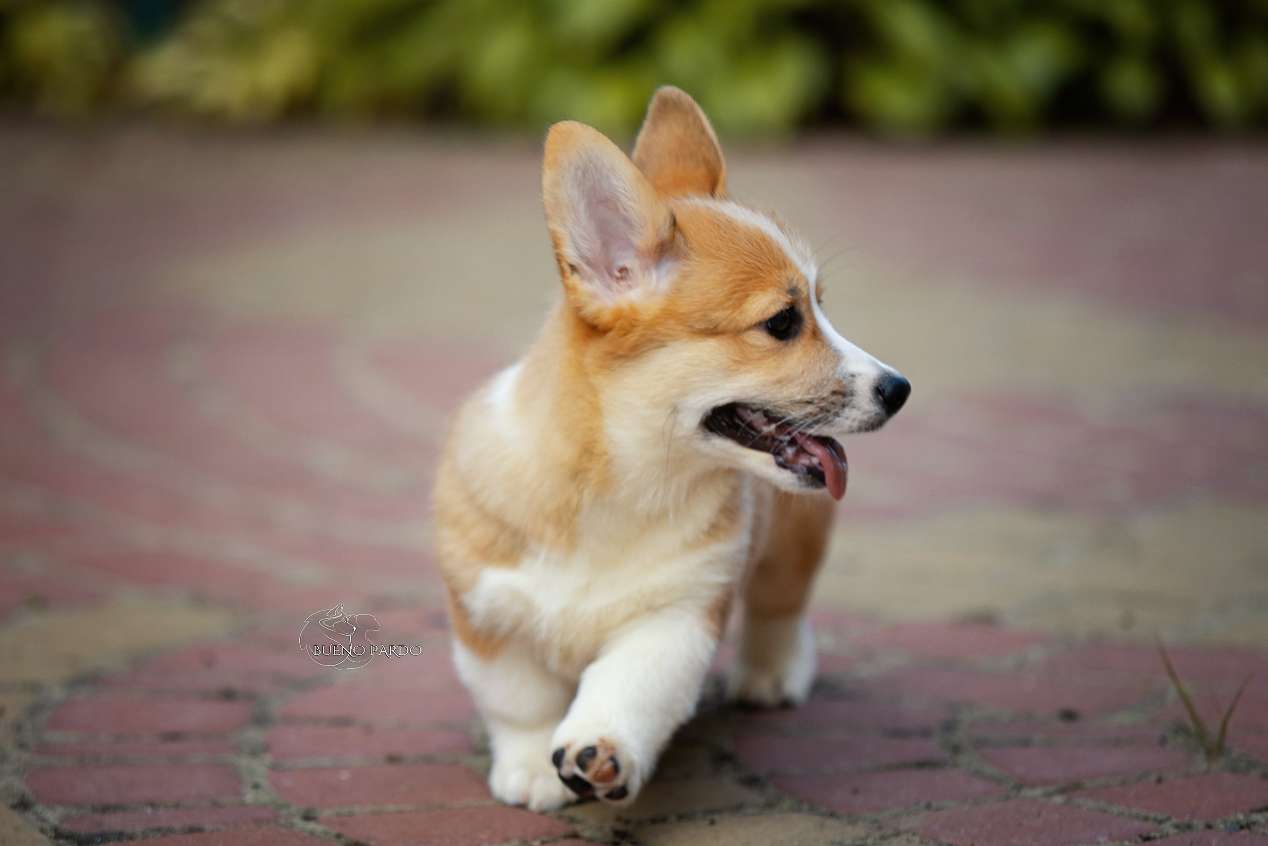 Щенки вельш корги пемброк из питомника. Питомник собак Акита, Хаски, Корги