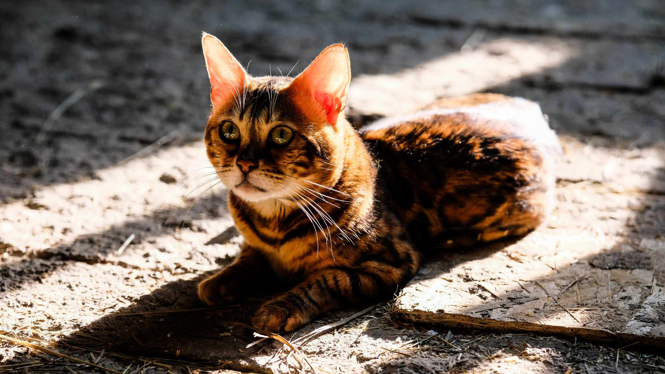 Животные и птицы. KRUTOVA_фотографирую жизнь