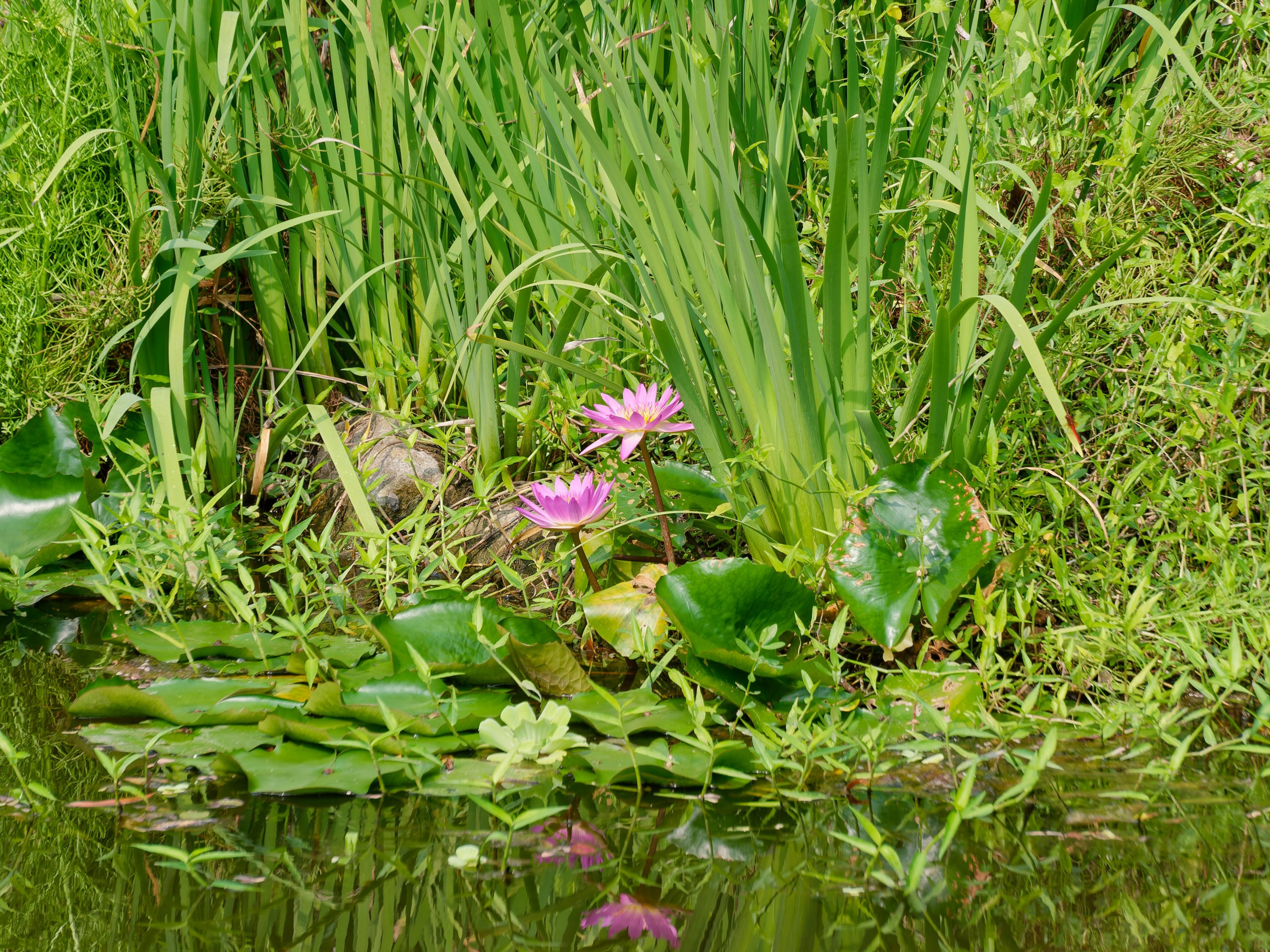 Хайнань 2026, флора, цветы и деревья. Фотопрогулки по Миру