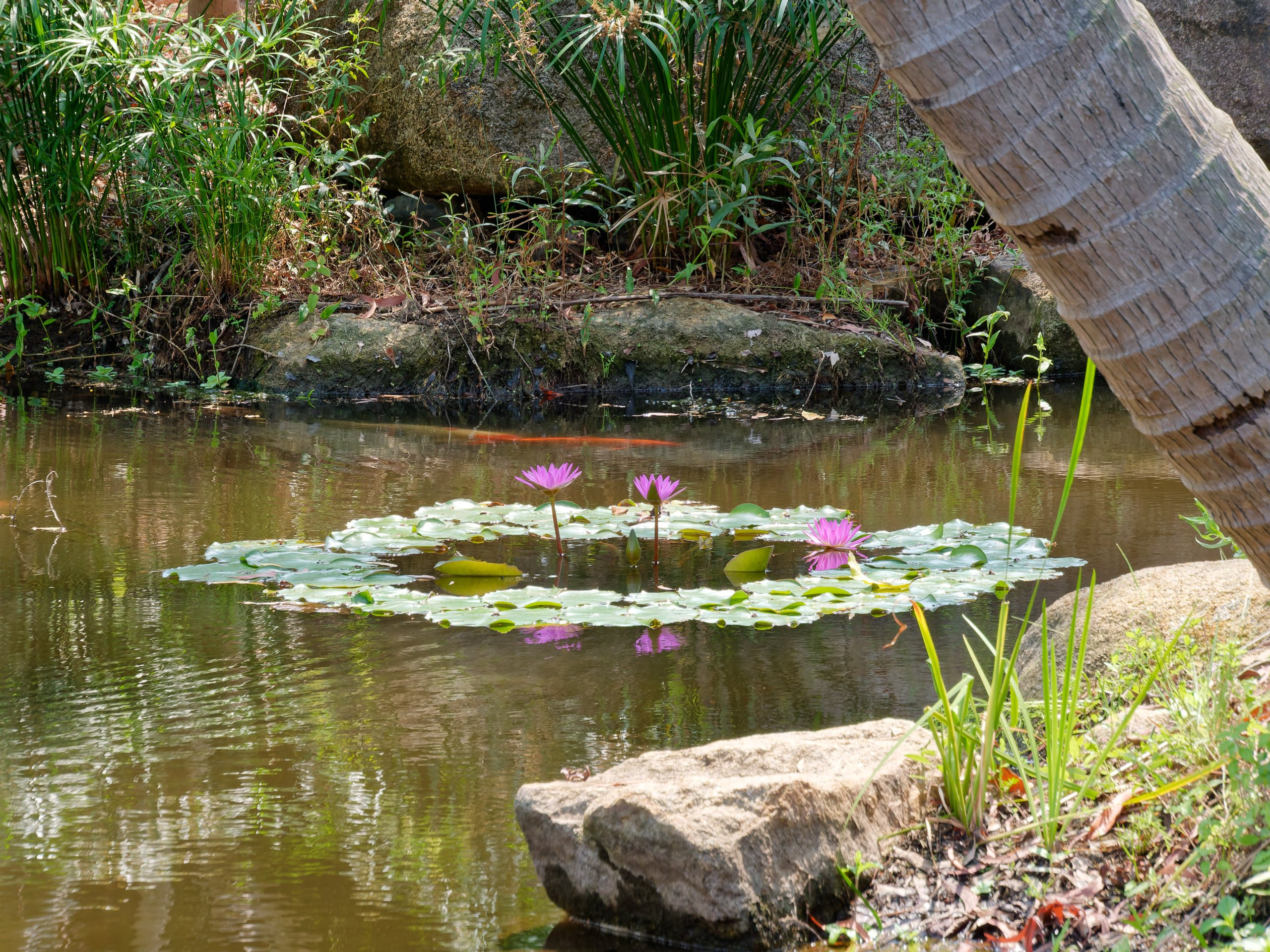 Хайнань 2026, флора, цветы и деревья. Фотопрогулки по Миру