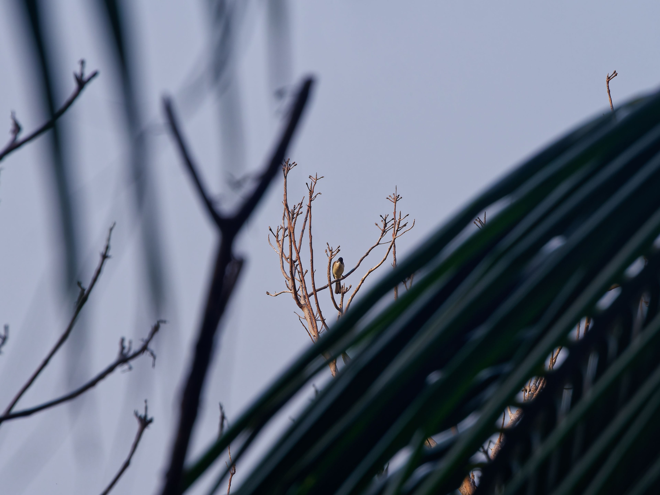 Хайнань 2026, отель «Stony Brook Villa Jianguo Resort Sanya 4*». Фотопрогулки по Миру