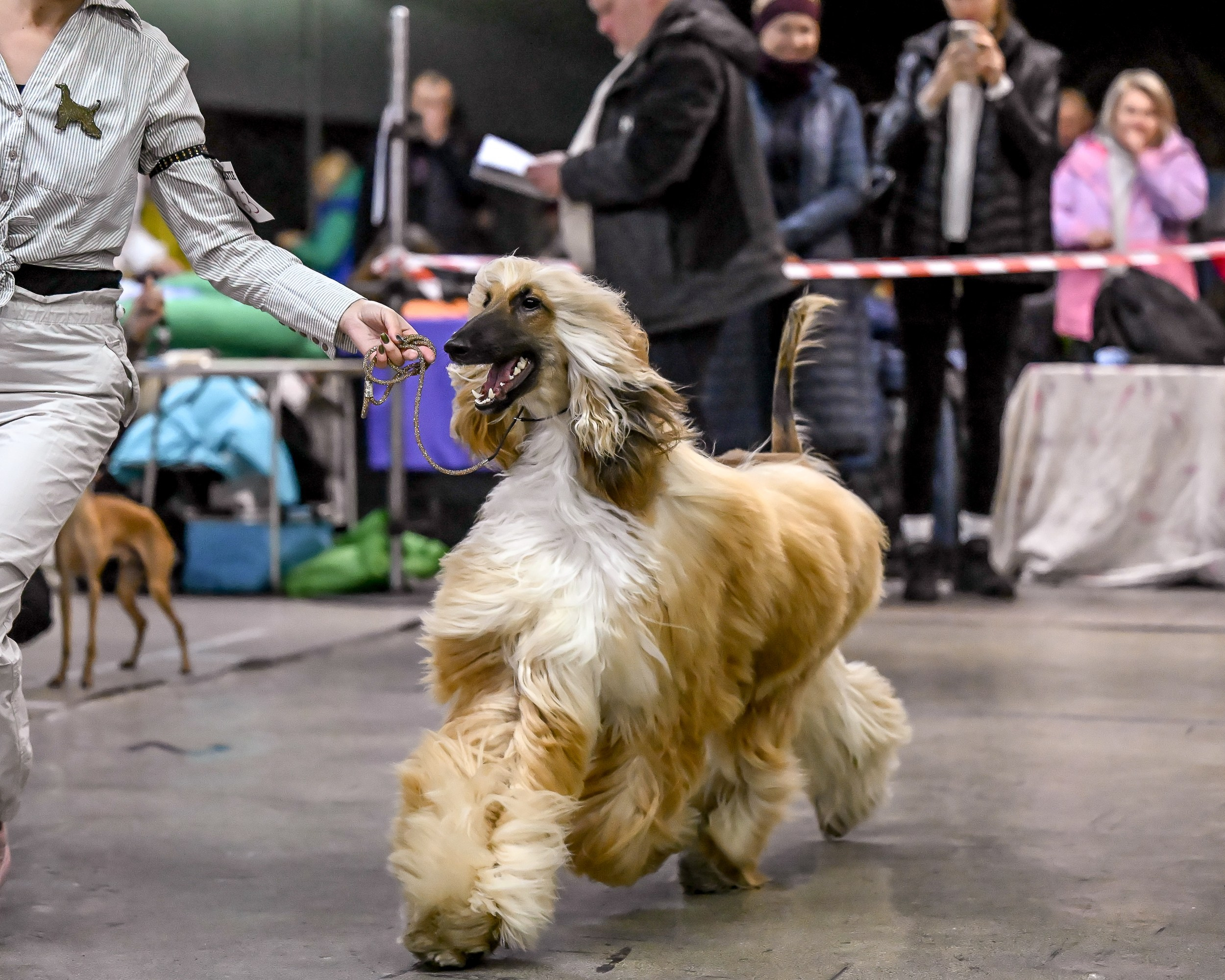 07.11.2025 Клуб Хобби. Галерея фотографий афганской борзой
