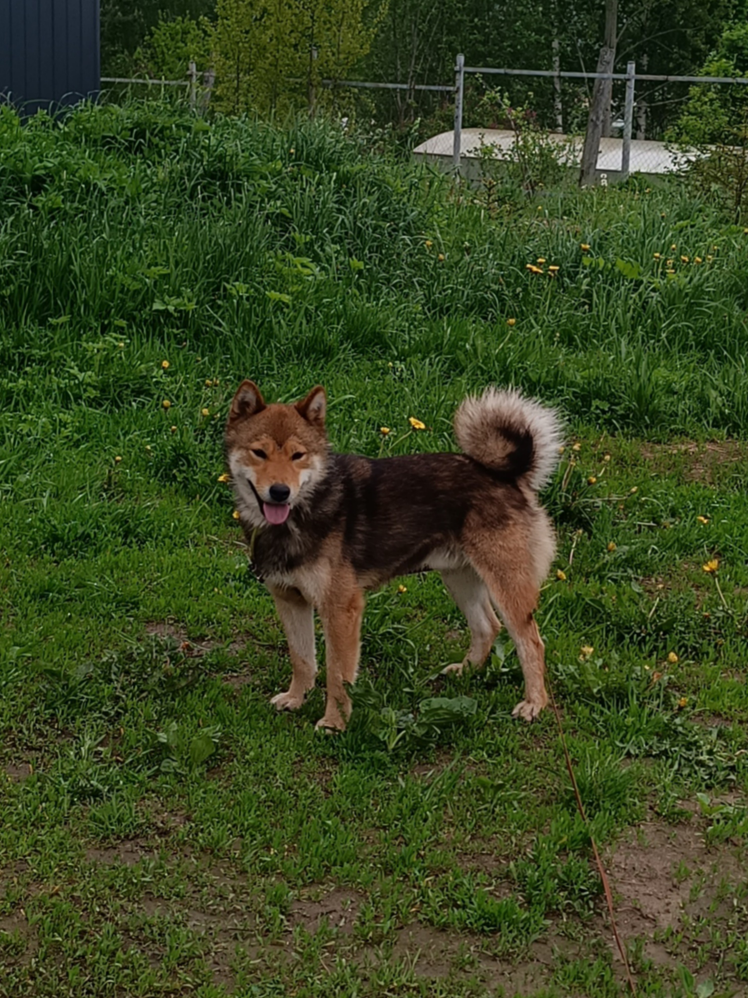 Шаман (красный сезам) *. Американская акита I Сиба ину I Питомник RUBYLIGHT