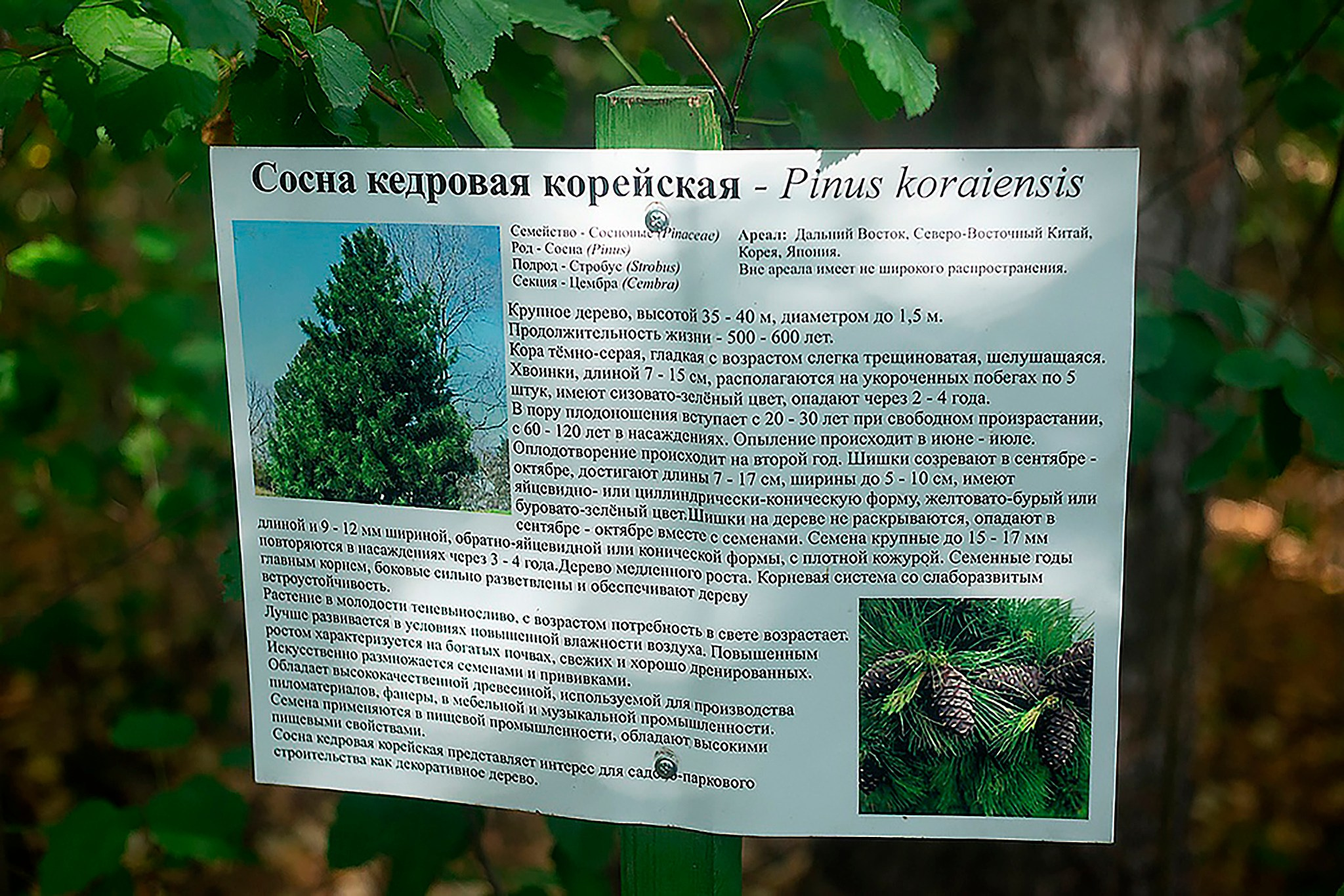 Дендрарий. Детский и семейный фотограф, фотограф мероприятий Нижний Новгород