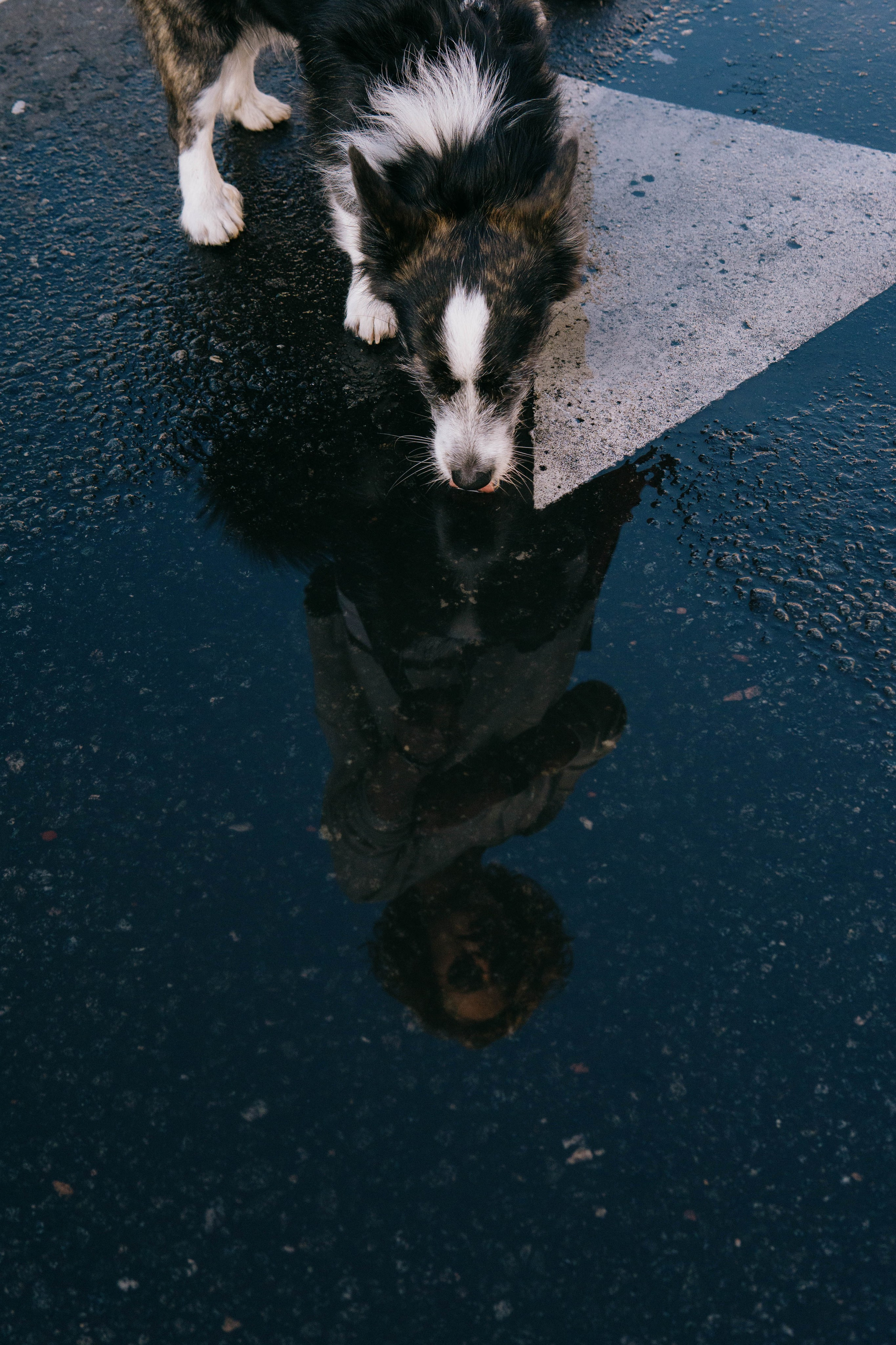 Даша и Тюбик. Фотограф-анималист Ксения Воробьева, Москва
