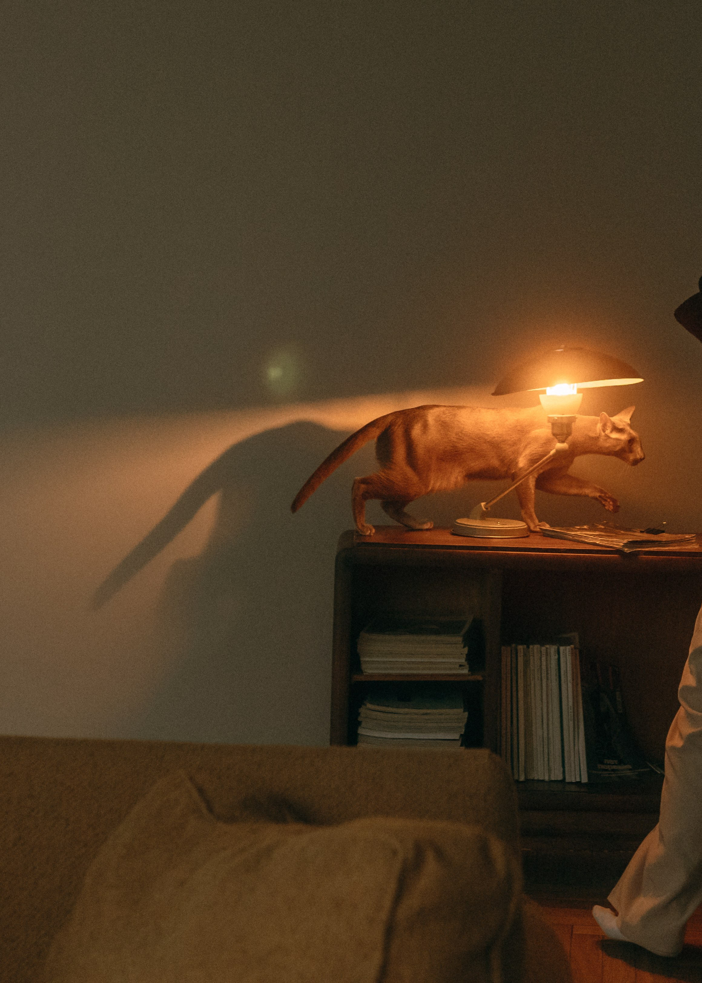 Амина, Булат и Орион. Фотограф-анималист Ксения Воробьева, Москва