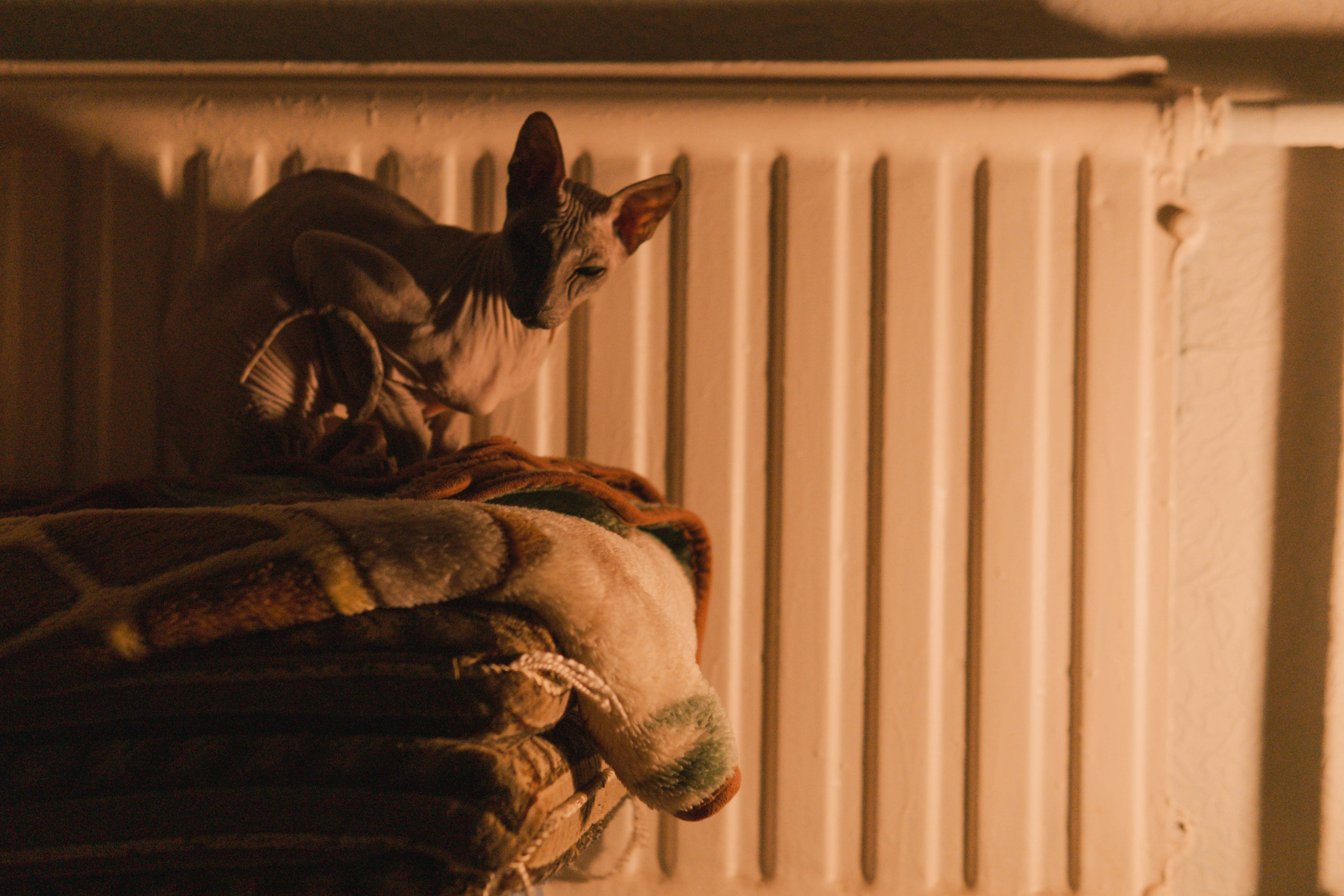 Бандит. Фотограф-анималист Ксения Воробьева, Москва