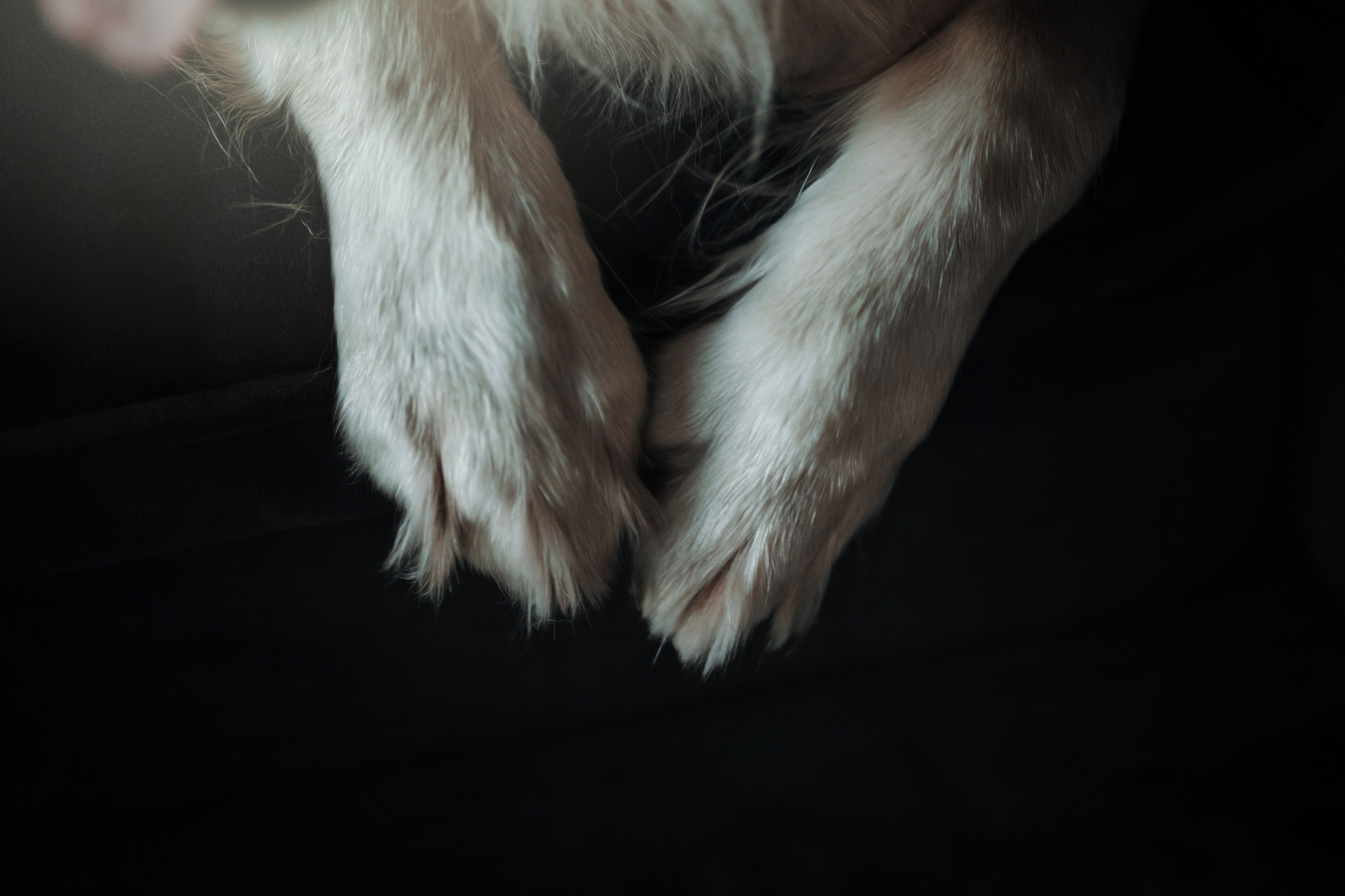 Вика и Рози. Фотограф — Анималист | Санкт-Петербург