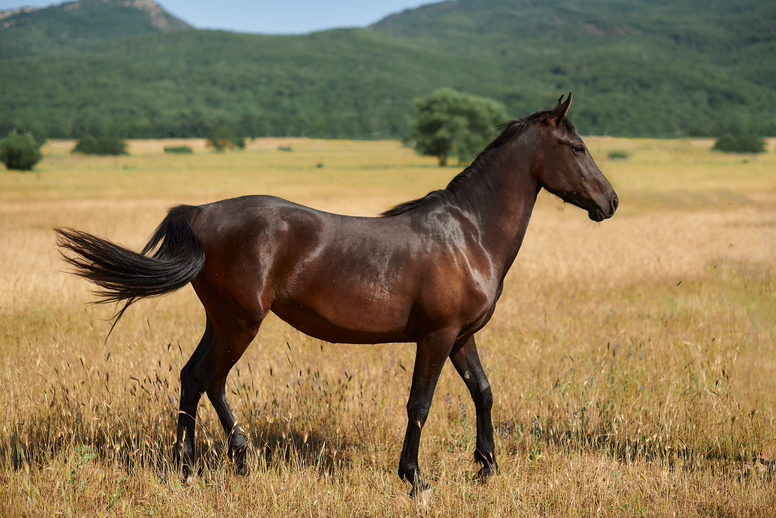 Изя. Фотограф в Севастополе