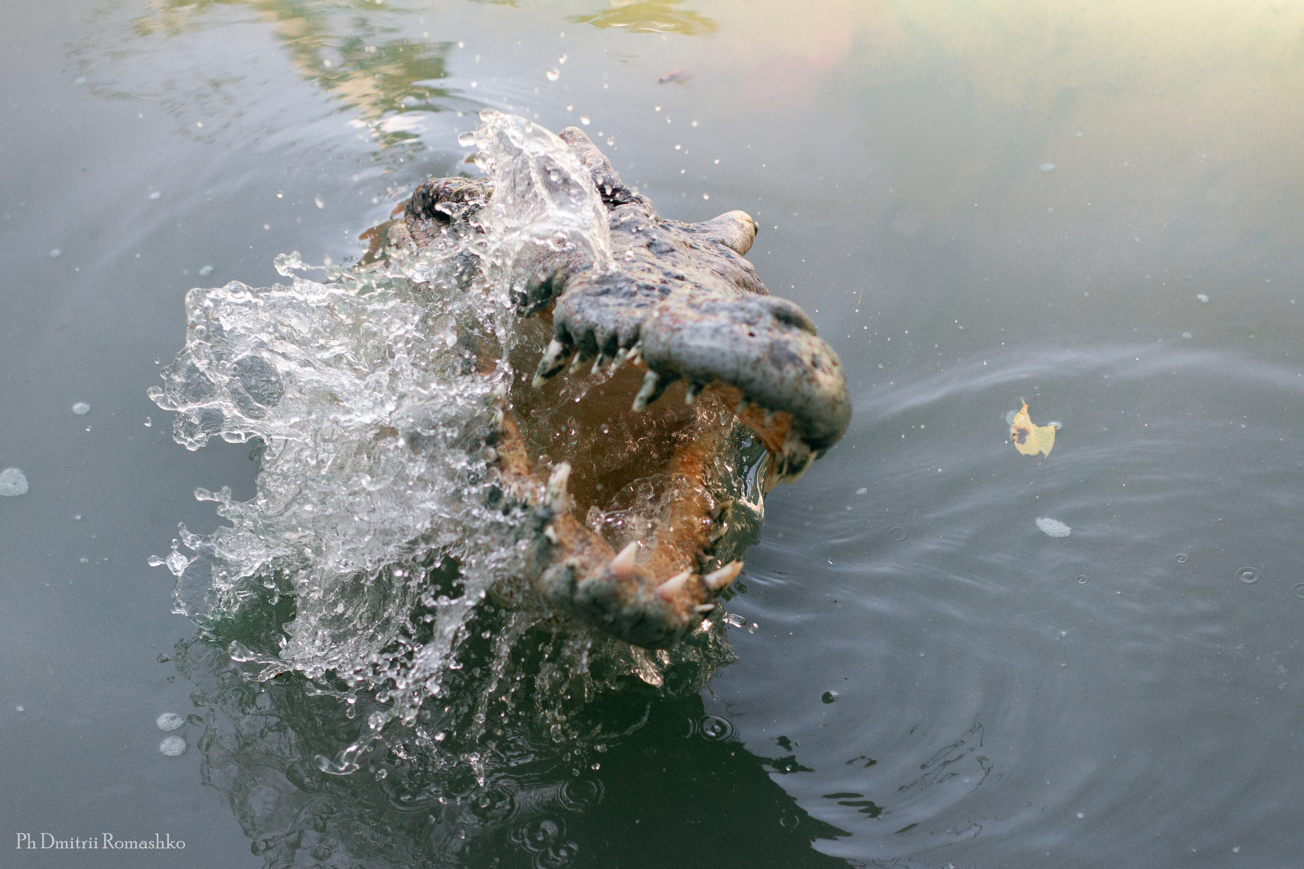 Анималистка. Фотограф Дмитрий Ромашко