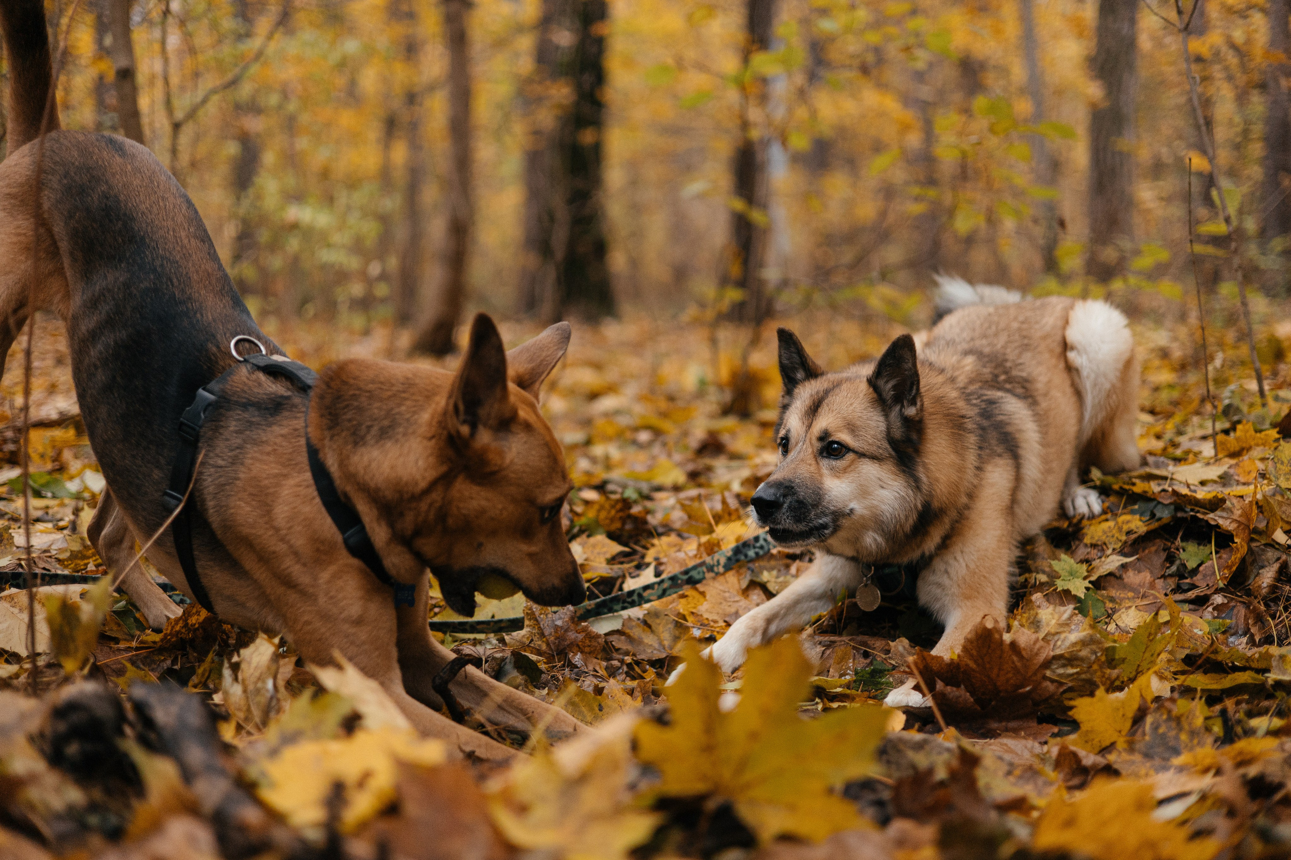 Нелли, Лёша, Рэй и Норд. Фотограф Анна Луценко Москва