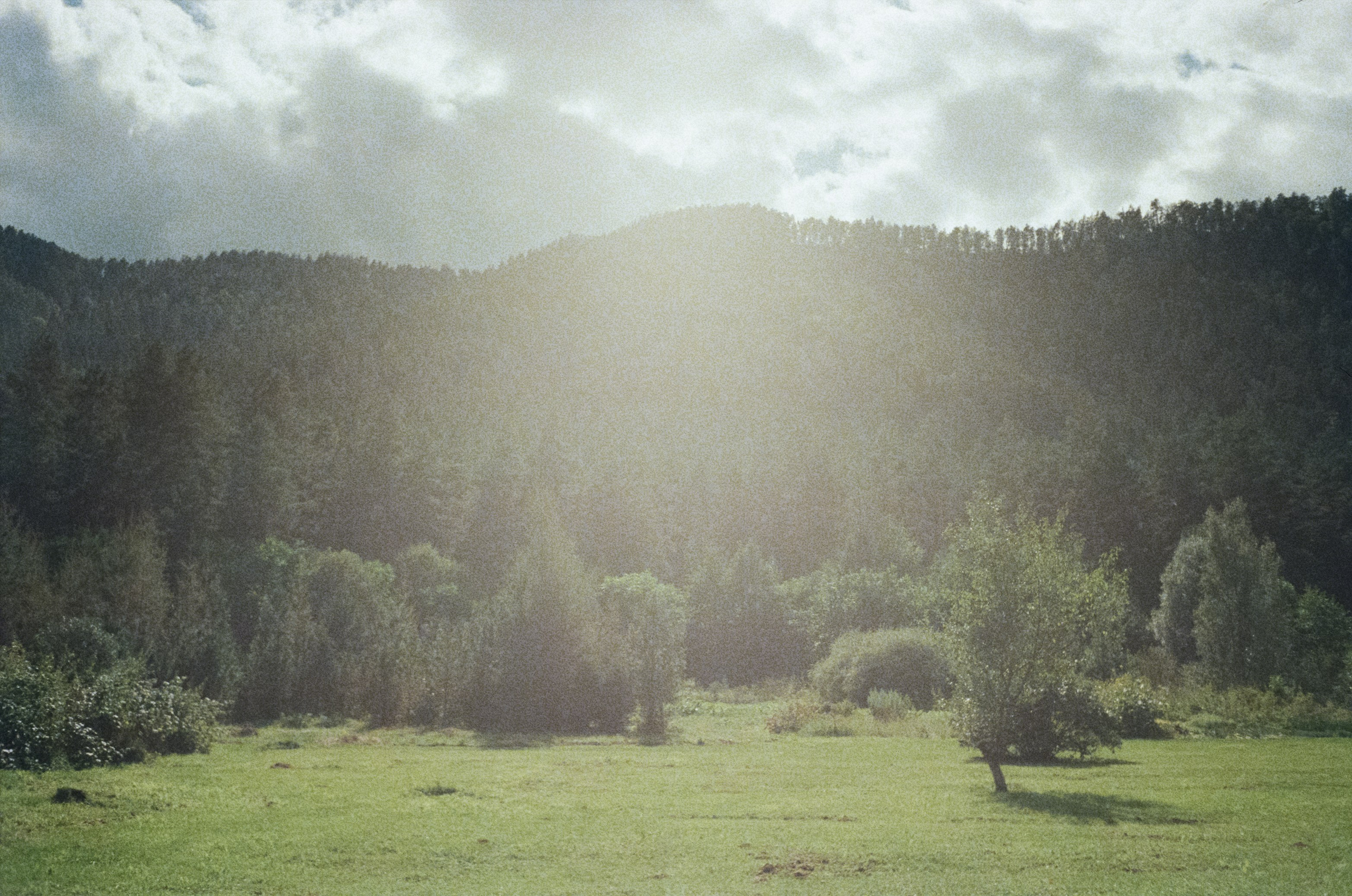 Горно-алтайский ботанический сад, база Кедровый остров / 27 августа 2024 года