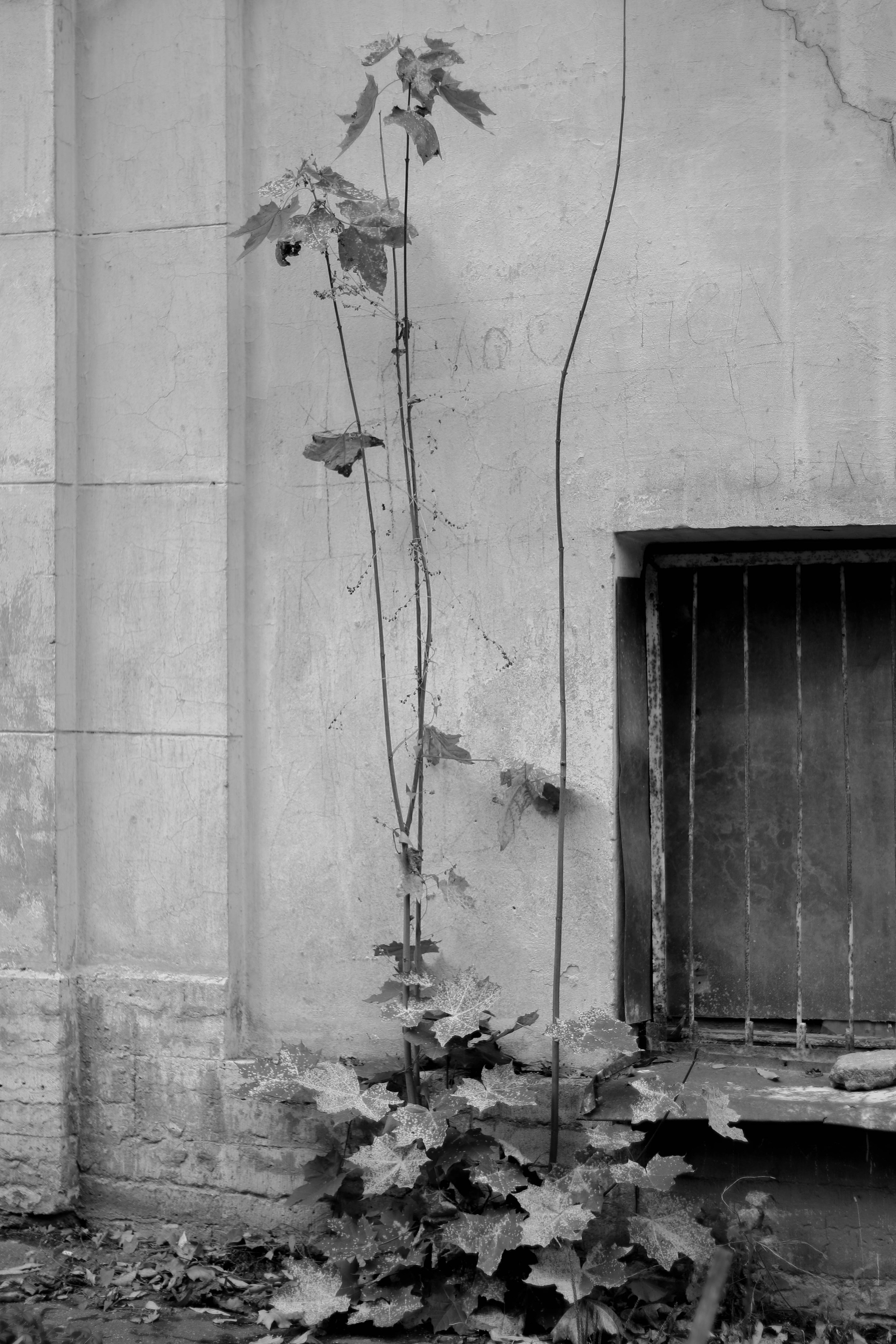 Splitting. Фотограф и исследователь фотографии из Санкт-Петербурга Елизавета Веприцкая