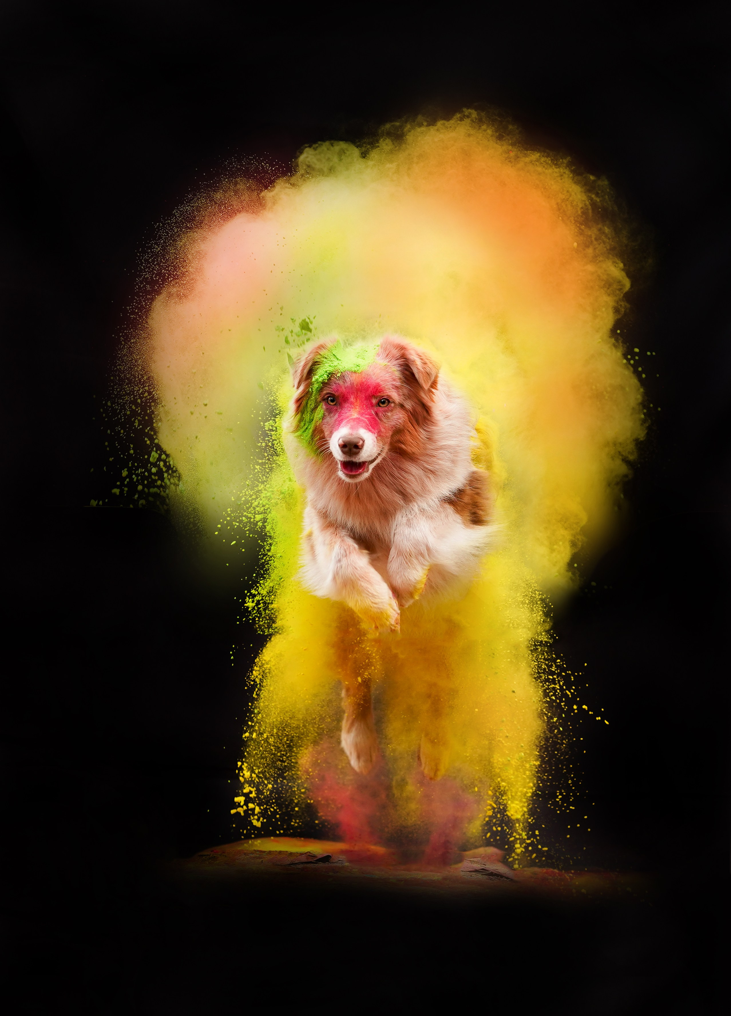 Панда и краски Холи. Фотограф-анималист в Санкт-Петербурге Яна Мартынова