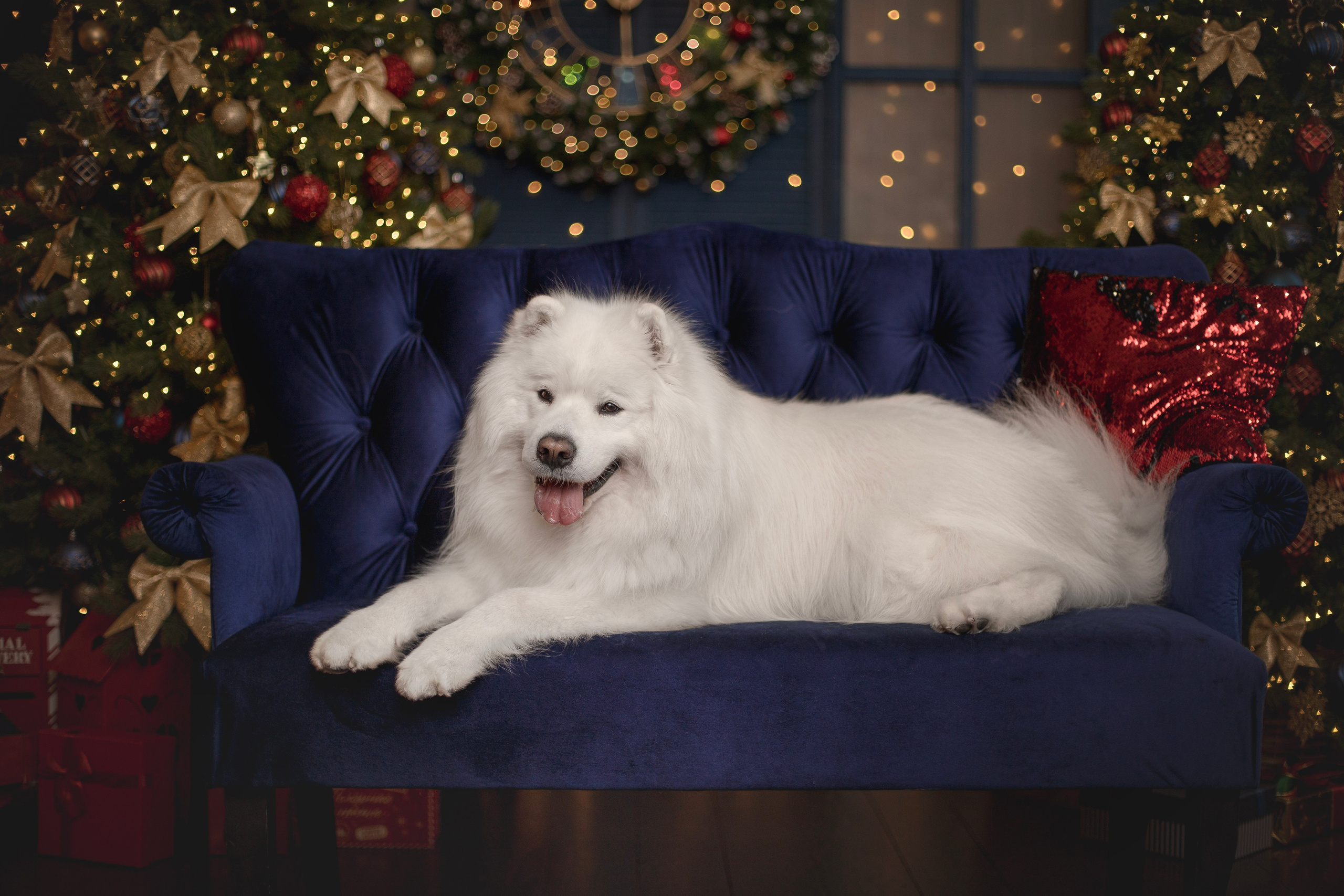 Пушистые самоедские драконы в студии. Фотограф анималист в Москве Майорова Евгения