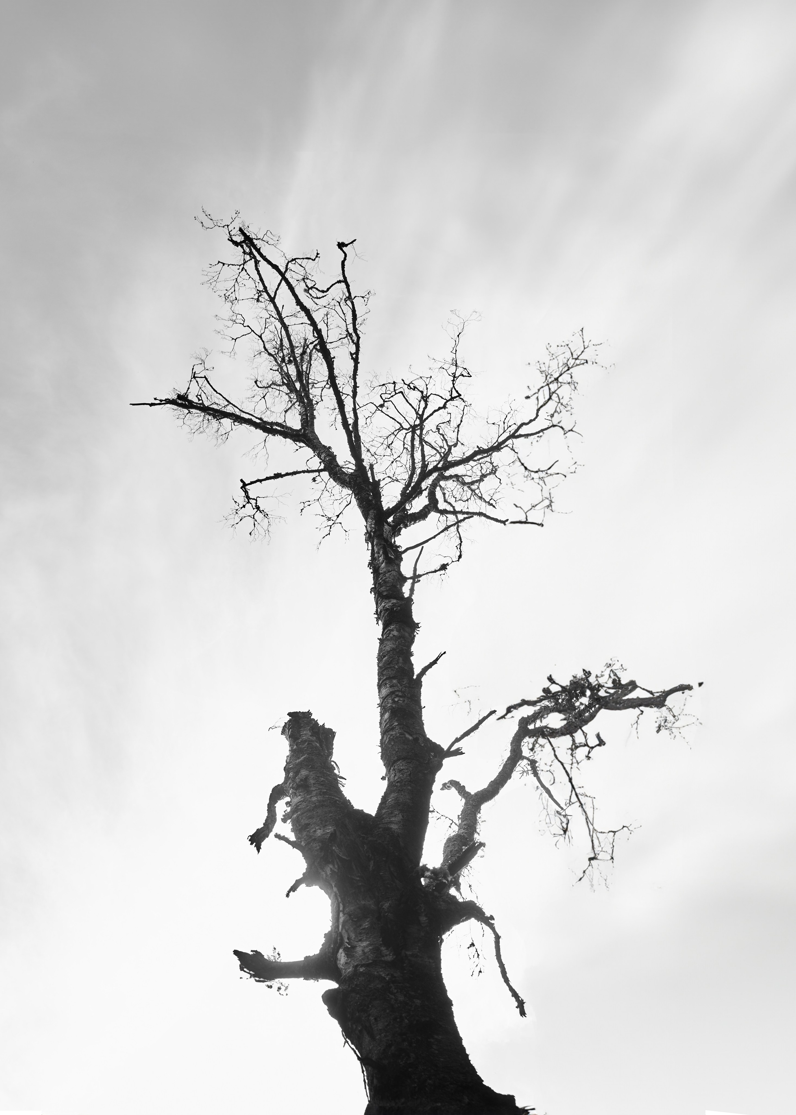 Древо. 22 г — наст. вр. Фотограф и оператор мероприятий, концертов и портретов в городе Москва