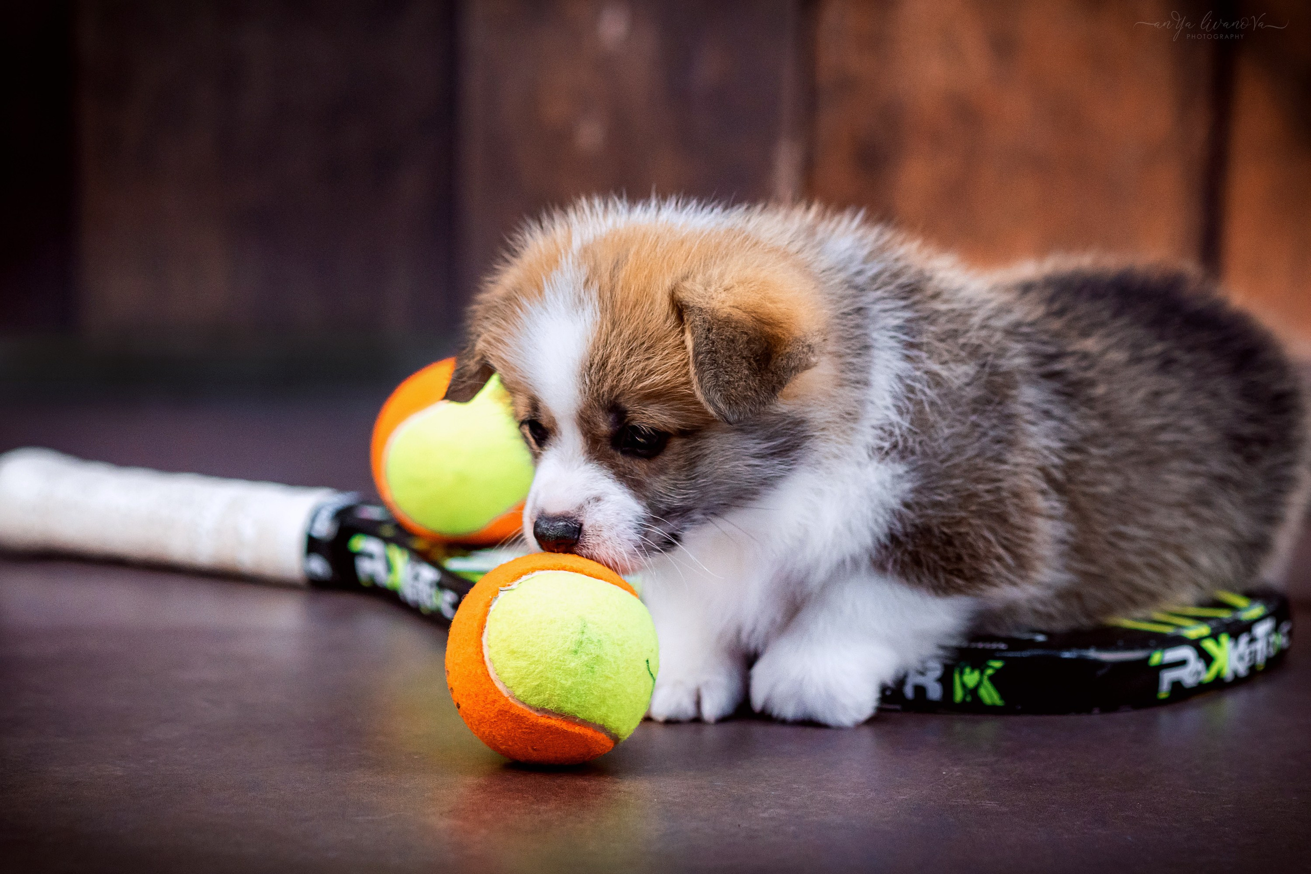 Коржики. Фотограф анималист Аня Ливанова | Рыбинск