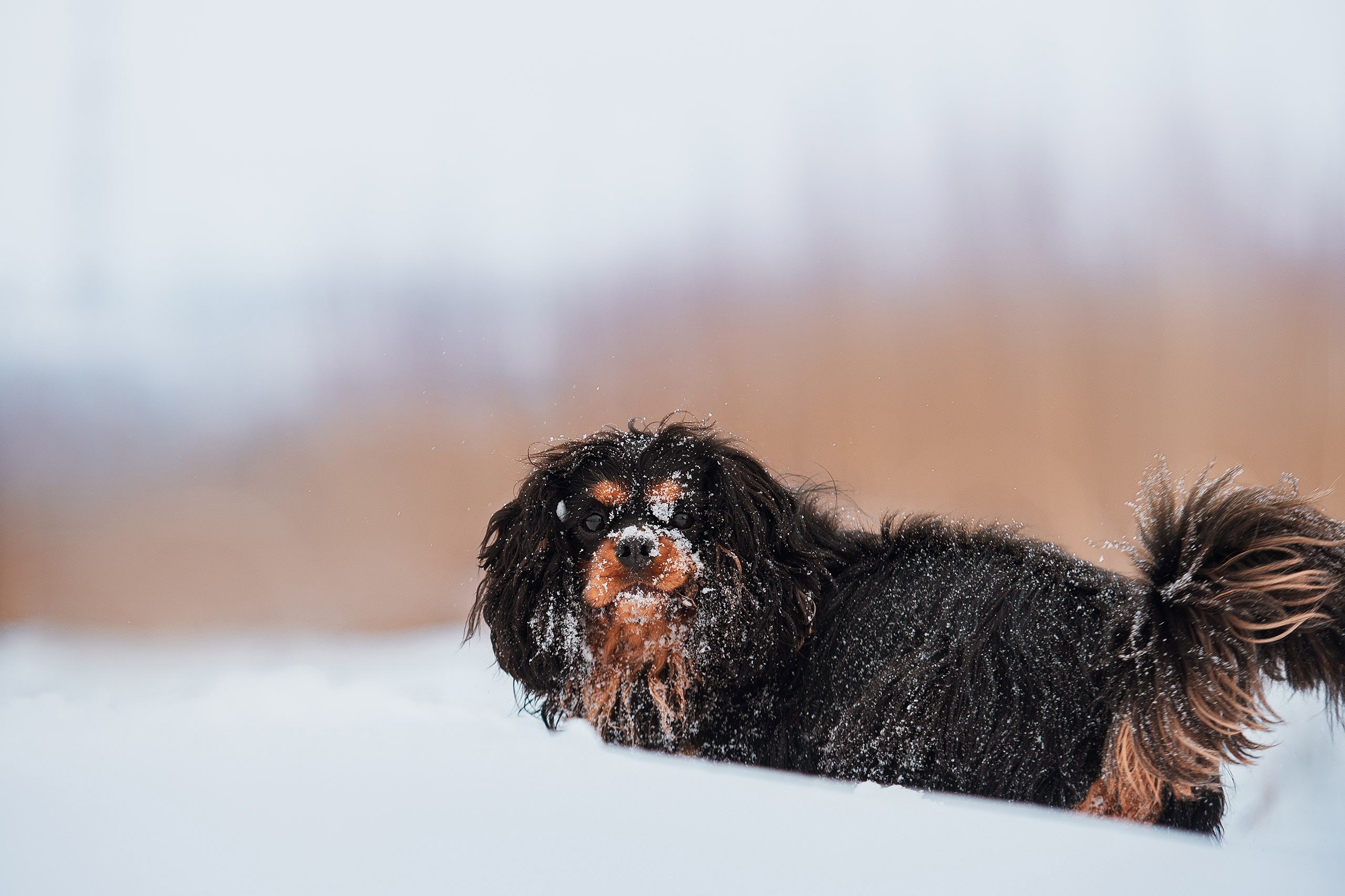 Спаниель Купер. Фотограф анималист Кузнецова Анна Нижний Новгород