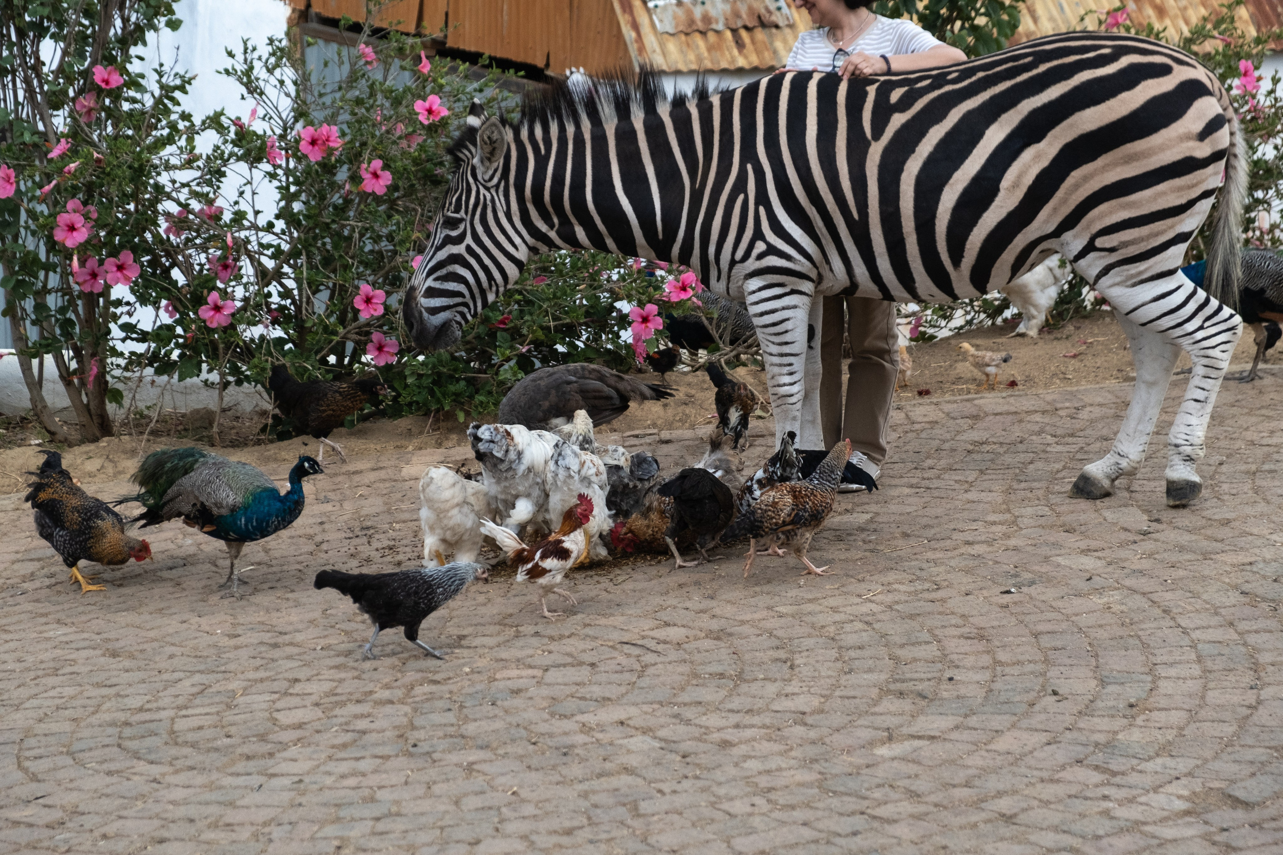 Пингвины и другие. Фотографии из путешествий