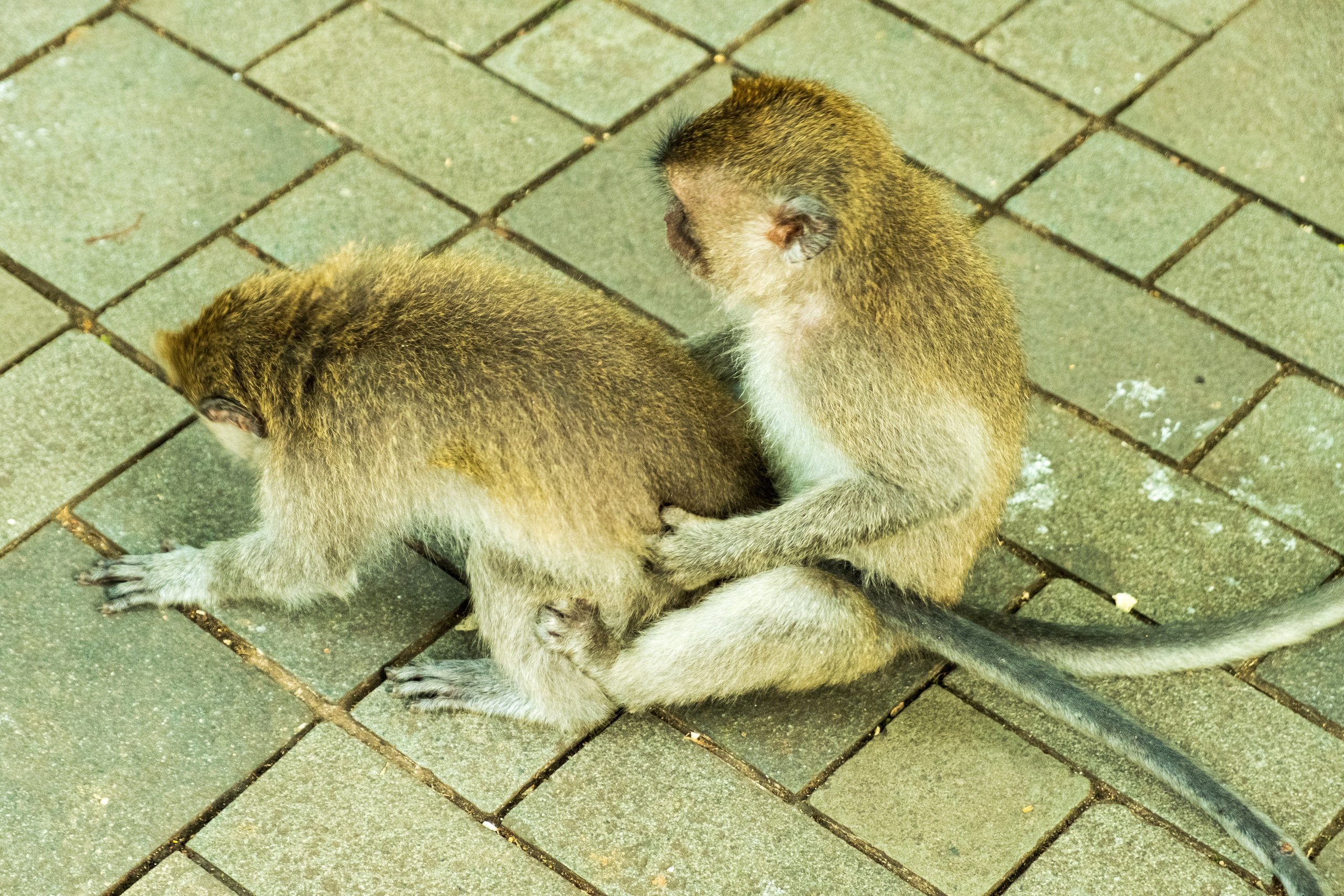 Остров Бали г. Убуд. Фотографии из путешествий