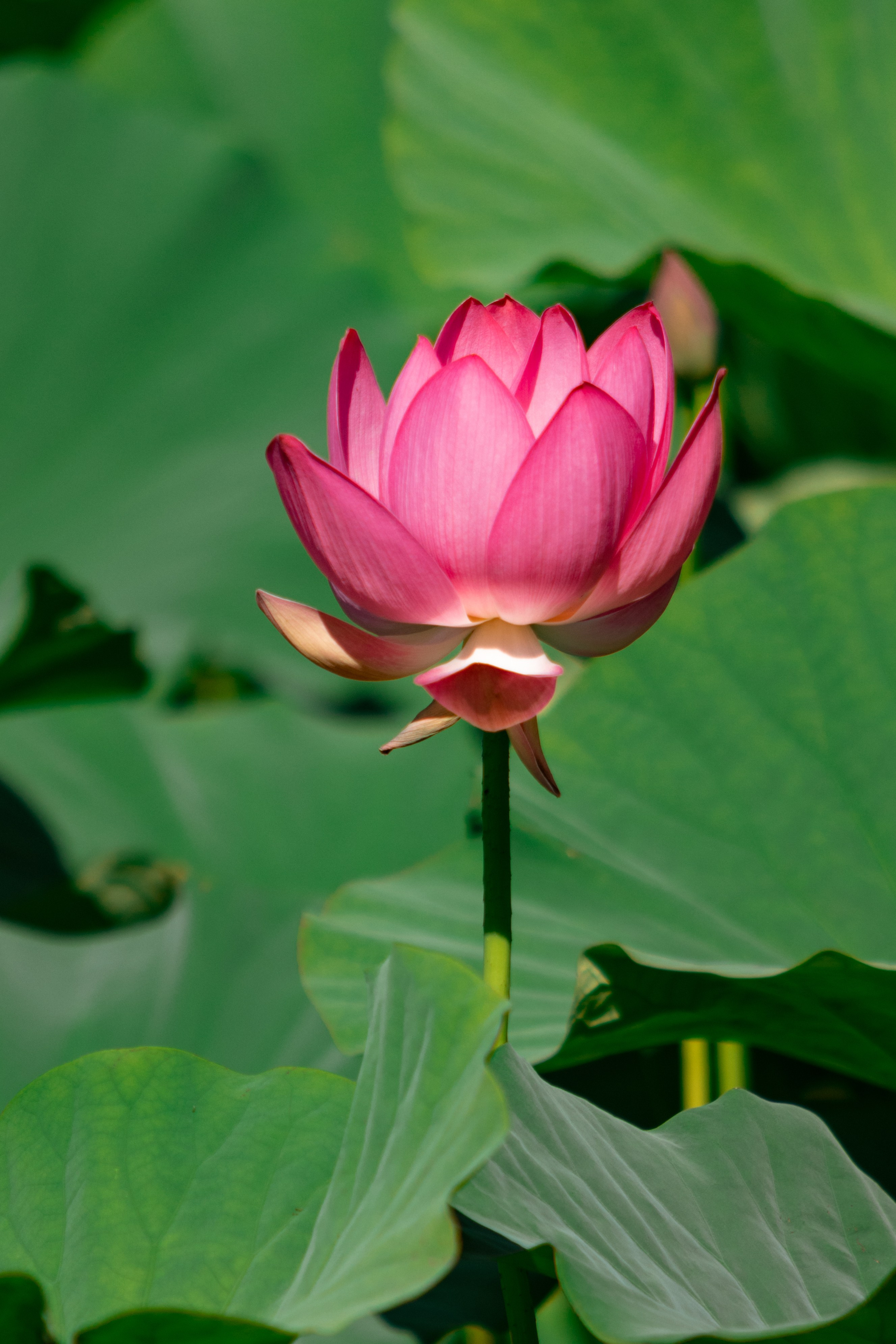 Озеро лотосов. Дальний Восток — природа и достопримечательности