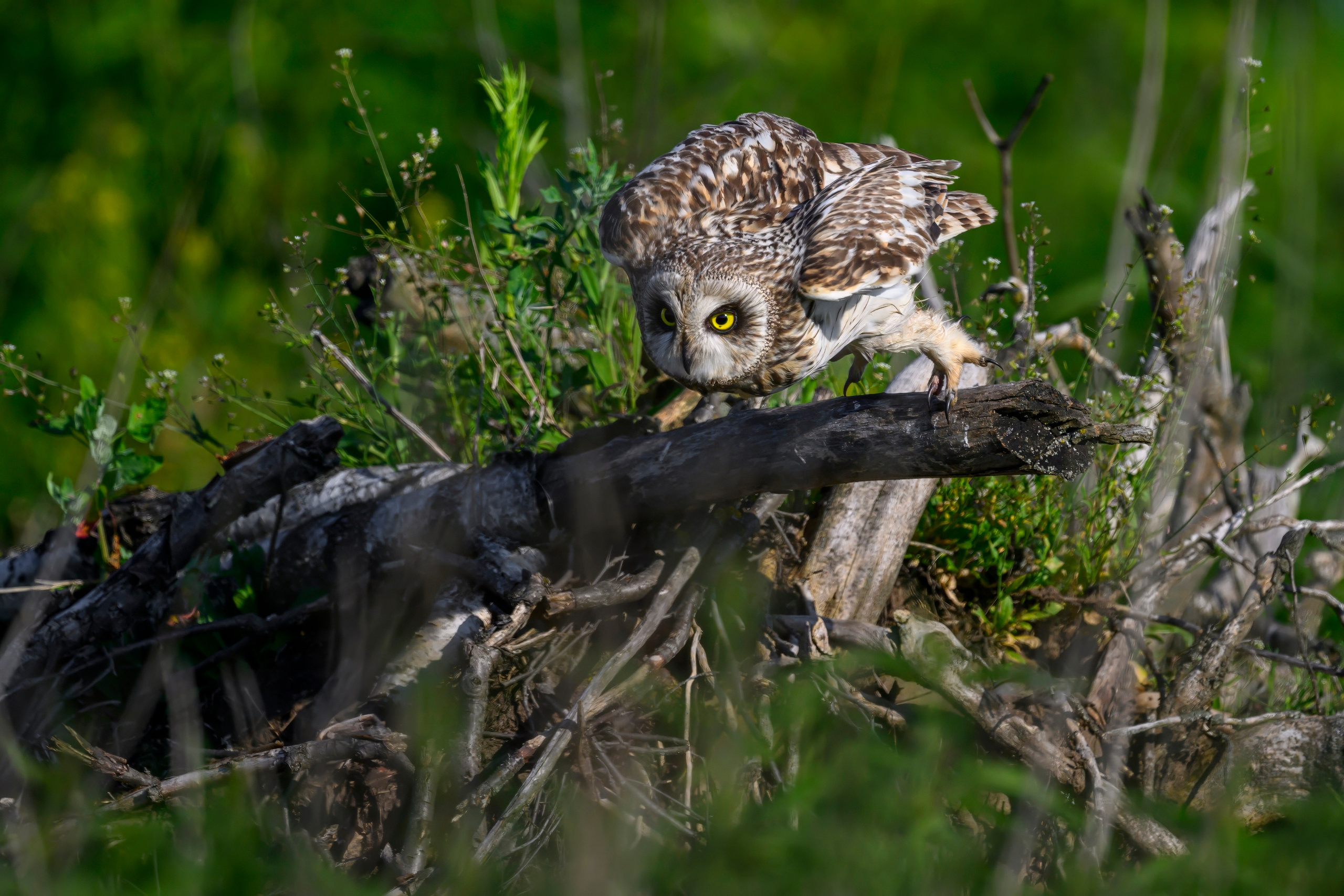 Совы и веретенники. Фотограф Сергей Пупонин